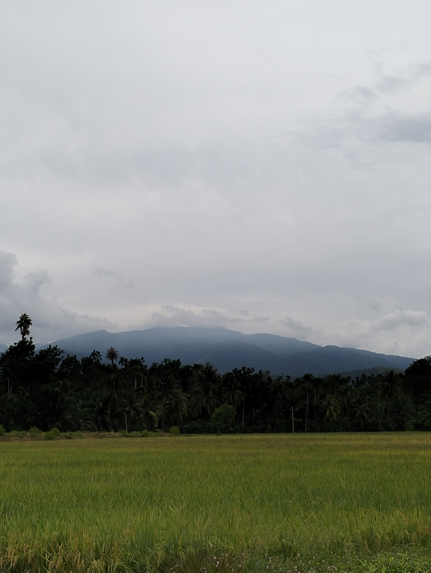 The image shows a landscape in Uleegajah, Indonesia, under an overcast sky. In the foreground is a rice paddy field with green and golden hues, suggesting varying stages of ripeness. Behind the field is a dense line of trees, predominantly palm trees and other tropical foliage, forming a natural barrier. In the background, a mountain range is partially obscured by mist or low-hanging clouds, adding depth to the scene. The overall atmosphere suggests a rural, agricultural setting in a tropical climate. No people or specific activities are visible.