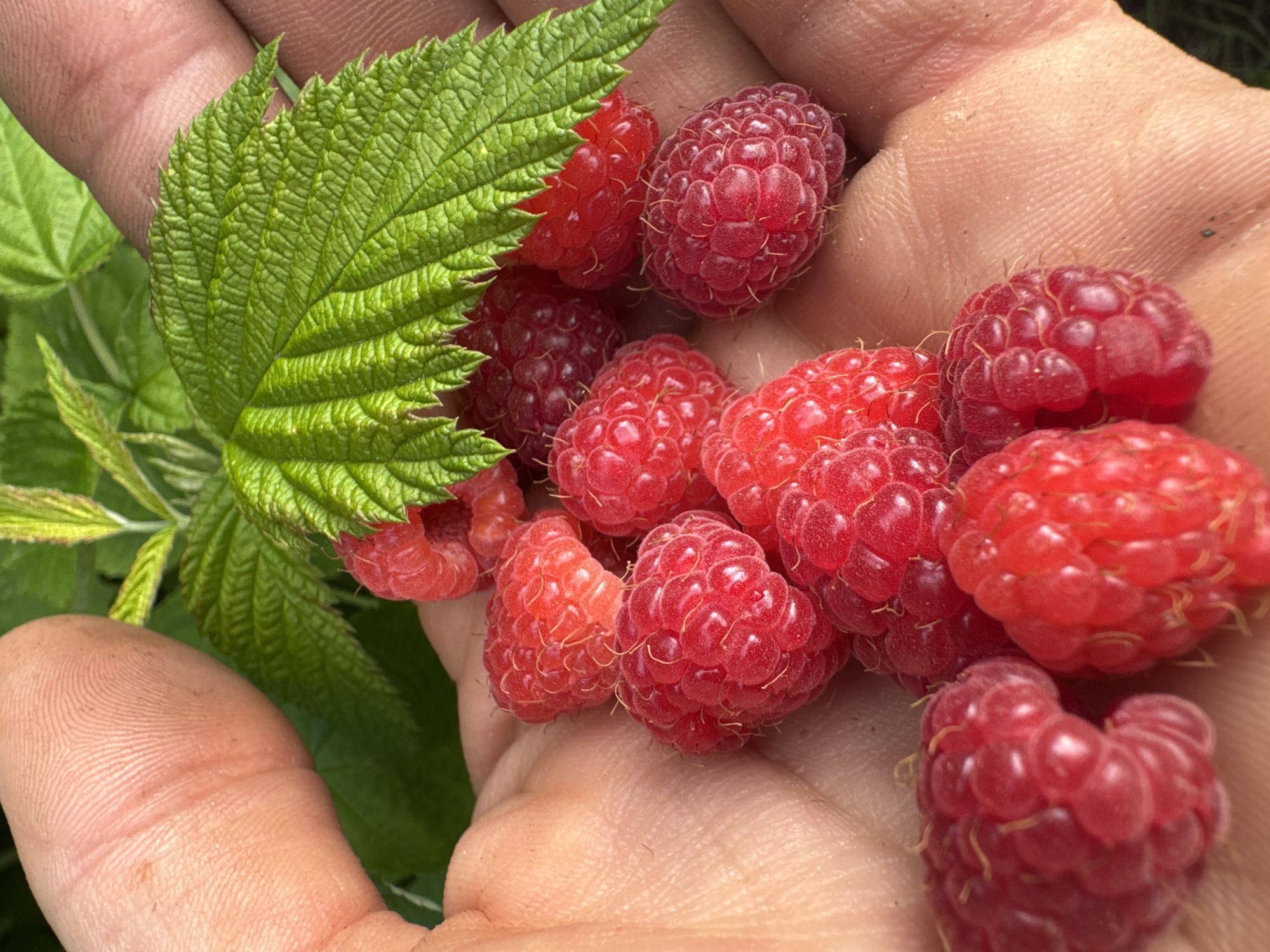 In Shcherbanka, Ukraine, a hand is holding several ripe raspberries, accompanied by a raspberry leaf. The hand, with visible fingerprints and dirt, cradles the vibrant red berries. The leaf, a deep green with textured veins, partially covers some of the fruit. The background consists of blurred green foliage, suggesting an outdoor, natural setting.