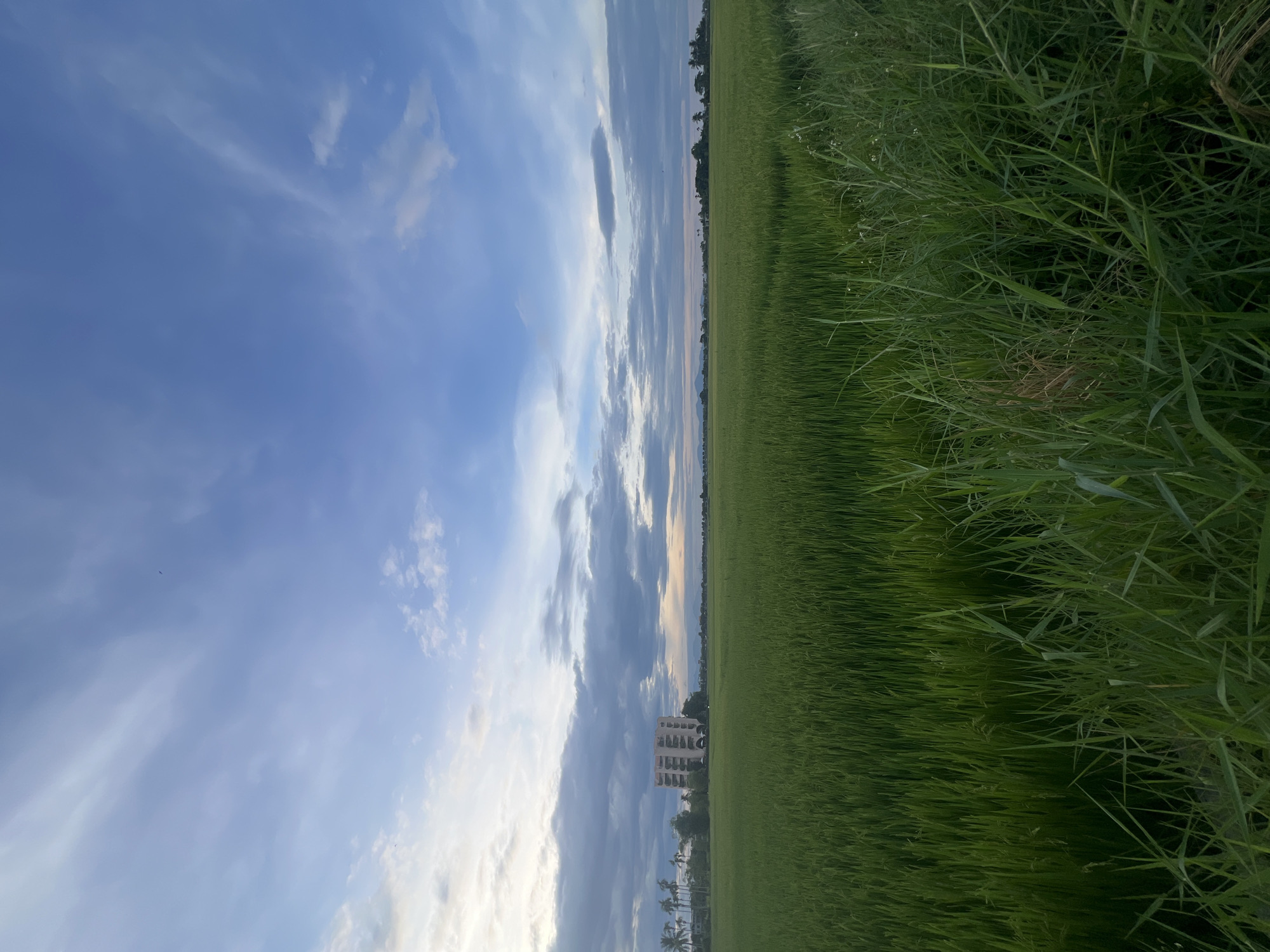 An outdoor, low-angle, full shot captures a vast, lush green rice paddy field under a dynamic sky. The field dominates the lower two-thirds of the frame, with tall, vibrant green rice stalks stretching towards the horizon. In the mid-ground, to the left, a multi-story, beige building with numerous windows stands out against the verdant landscape. Several palm trees are visible to the left of the building, and a faint line of trees and possibly mountains can be seen on the distant horizon. The sky above is a blend of soft blues and grays, with scattered clouds, suggesting it might be late afternoon or early evening. The foreground is filled with the details of the rice paddy's edge and some wild grasses, creating a sense of depth. The scene appears to be located in the rural outskirts of Hoi An, Vietnam, characterized by its agricultural landscape. There are no people or animals visible in the frame.