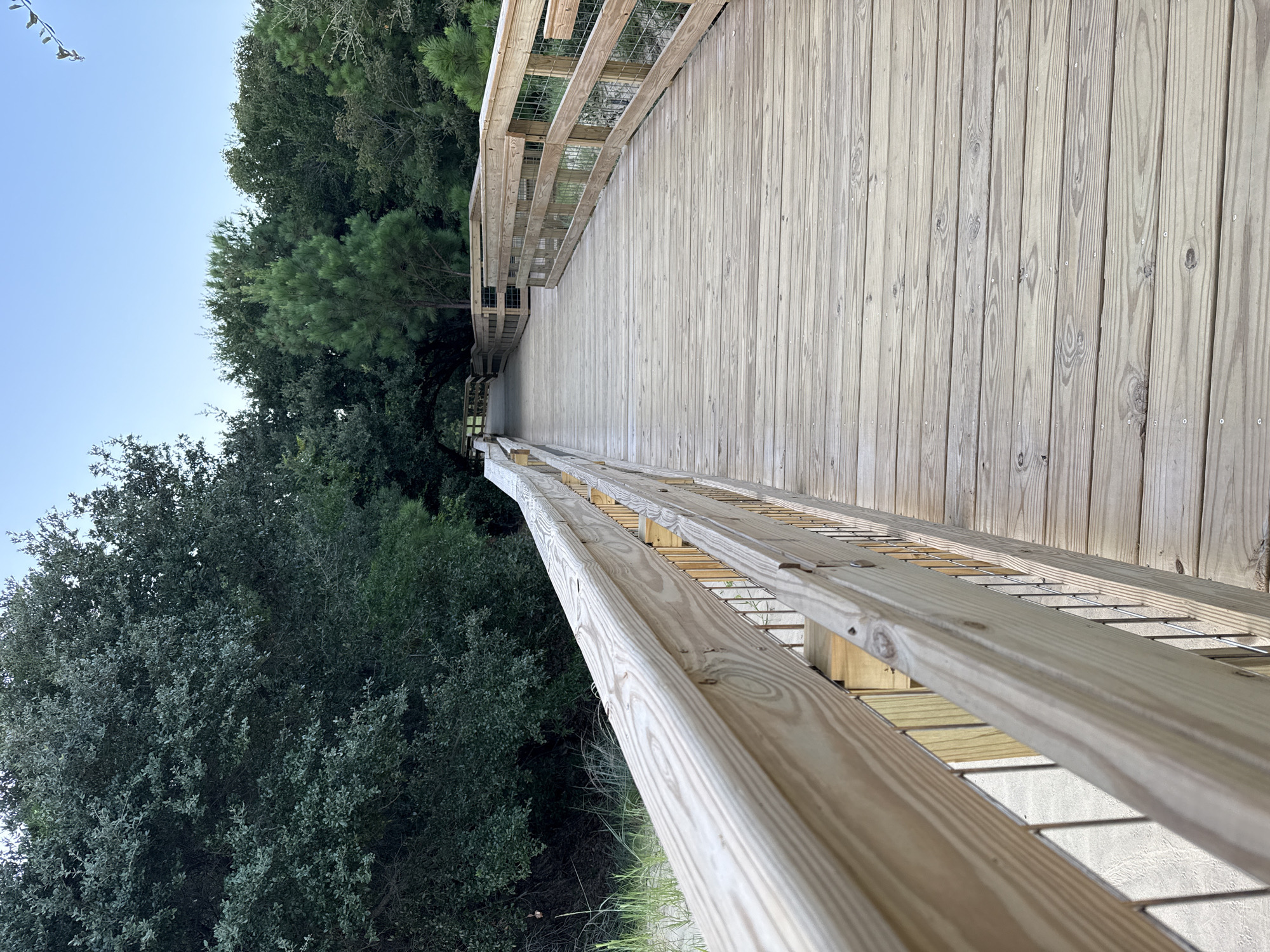 The image depicts a wooden boardwalk winding through a wooded area, likely in Nags Head, North Carolina, United States of America, given the vegetation and sandy terrain. The boardwalk is constructed of light-colored wood planks and features a sturdy wooden handrail with metal mesh infill for safety. The path curves to the right and recedes into the distance, disappearing under a canopy of lush green trees. The trees on either side of the boardwalk are dense, with a mix of broadleaf and coniferous varieties, suggesting a natural environment. The sky above is a clear, pale blue, indicating fair weather. There are no people visible in the image, and the scene appears to be unoccupied. The perspective is from the ground level, looking along the boardwalk. The lighting suggests it may be late afternoon or early morning, with soft, diffused light. The overall impression is one of a well-maintained pathway designed to provide access through a natural coastal landscape.
