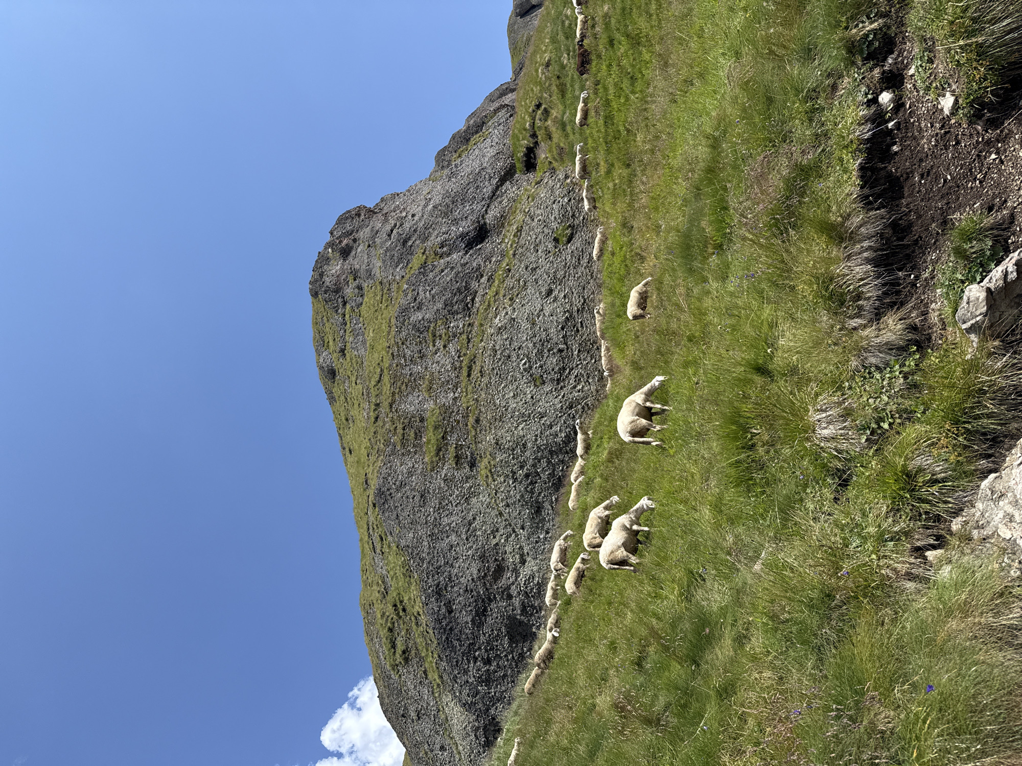 A flock of sheep grazes on a lush green mountainside under a clear blue sky. The sheep are spread out across the grassy slope, with some in the foreground and others further up the hill. The terrain is uneven, with rocky outcrops and patches of dark soil. In the background, a large, imposing rock face rises steeply, its surface textured with various shades of gray and green. The scene appears to be a natural, rural landscape, likely in a mountainous region. The location is stated to be Canazei, Italy, suggesting this is a view of the Italian Alps. There are no people visible in the image, only the sheep and the natural environment. The overall impression is one of serene, pastoral beauty.