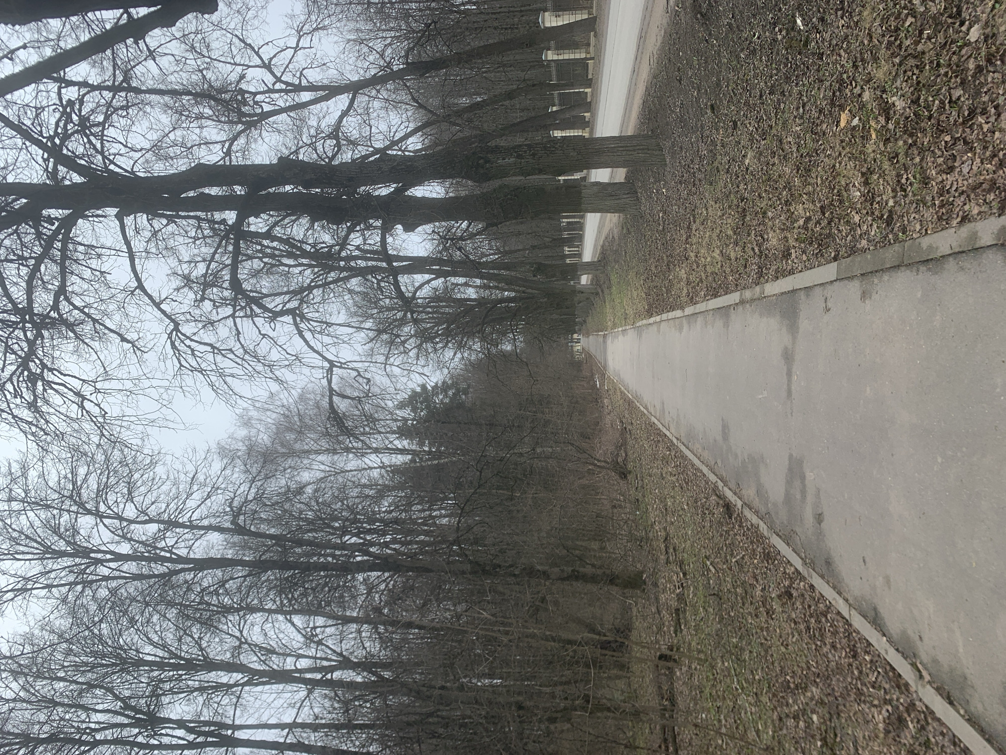 The image depicts a pathway lined with bare trees, likely in early spring or late autumn, given the lack of foliage. The pathway is paved and appears to be damp, possibly from recent rain. Adjacent to the pathway is an area covered in fallen leaves and dead vegetation. The trees form a canopy overhead, their branches interweaving and creating a dense network against a grey sky. In the distance, the pathway appears to converge, suggesting depth. The scene's location is the city of Arkhangel'skoe, Russia.