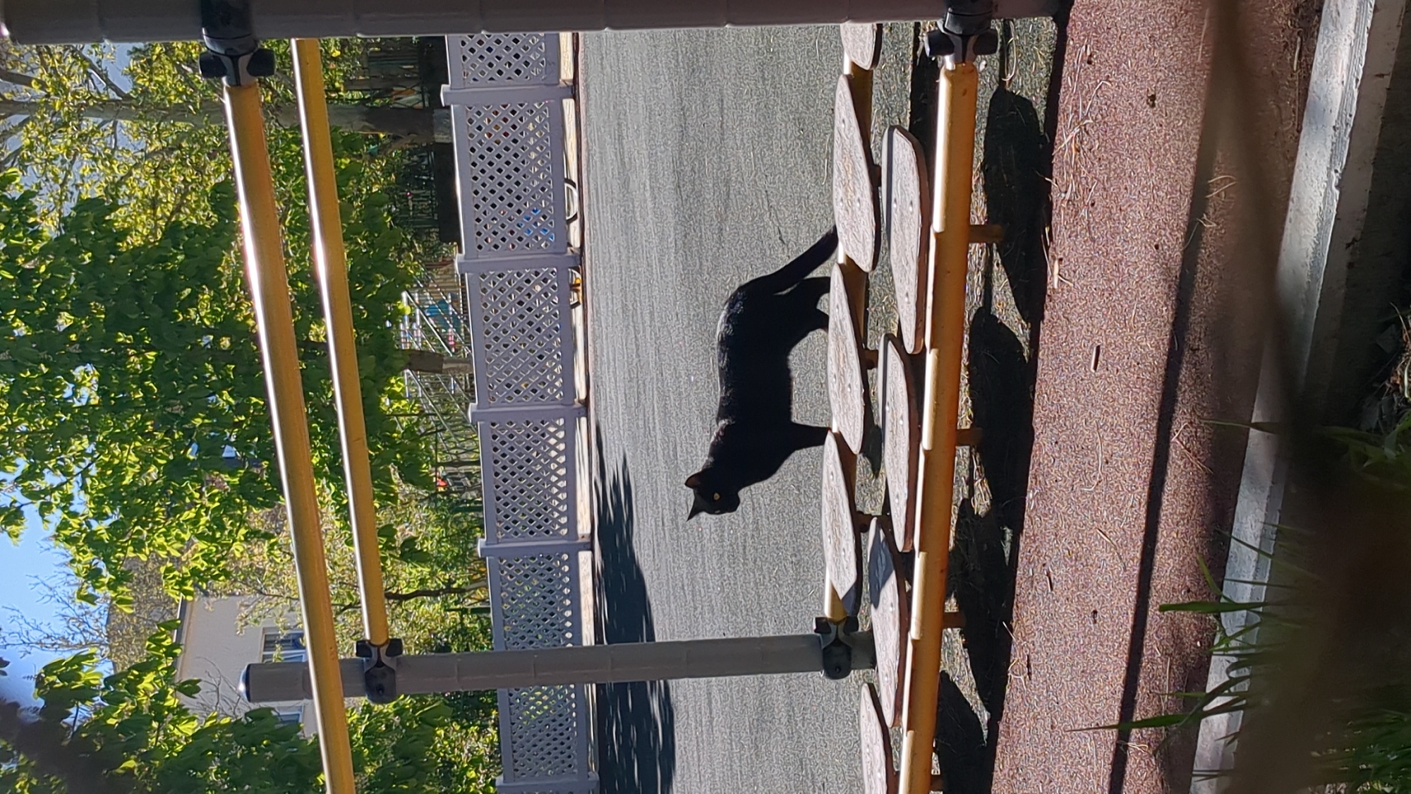 The image captures an outdoor scene, likely a playground or park area, under bright sunlight. The central subject is a sleek black cat, visible in profile, walking or standing on a grey paved surface. Its yellow eyes are discernible, and a shadow extends from its body onto the ground, indicating a low sun angle.
In the immediate foreground, a grey pole and two bright yellow metal bars extend horizontally across the frame, partially obscuring the view. These bars appear to be part of some outdoor equipment or a railing. To the cat's right, a series of light brown, circular, stepping platforms are arranged vertically, connected by a yellow bar. To the cat's left, a white lattice-patterned fence or panel stands vertically.
Beyond the paved area on the far right, a reddish-brown, granular surface, possibly mulch or soft ground, is visible, bordered by a concrete or stone edge. The background on the left is filled with lush green foliage from trees, suggesting a verdant environment. Faintly visible through the trees are parts of buildings under a clear blue sky. The strong sunlight creates distinct shadows across the ground. There is no visible text in the image. The setting suggests an outdoor leisure area in Gelendzhik, Russia.