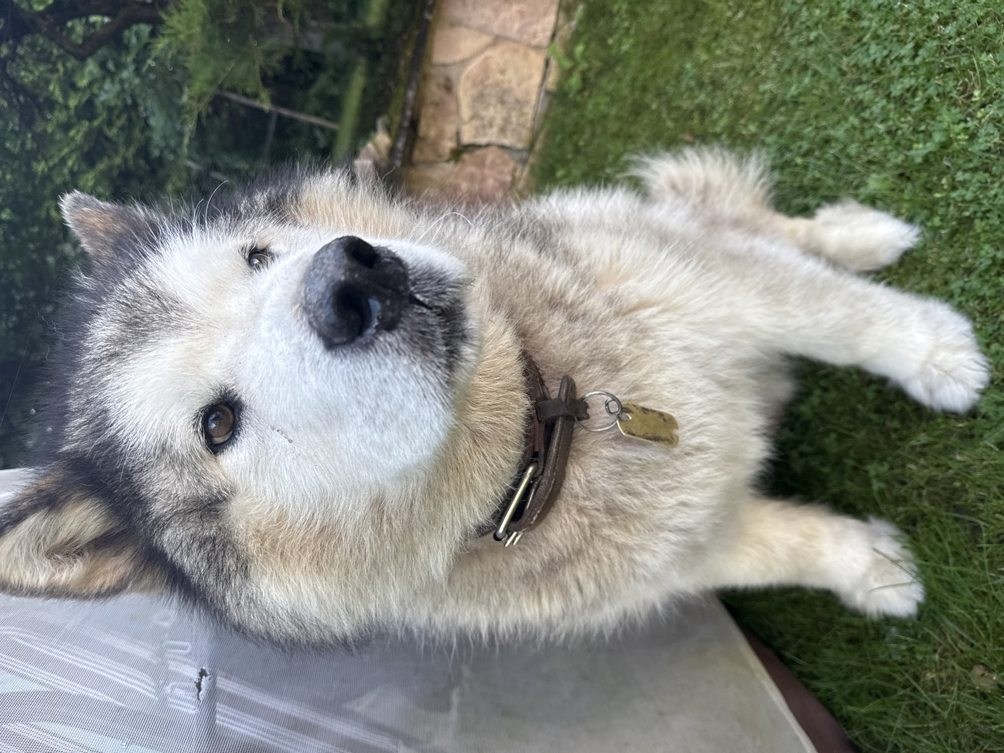 A medium shot captures an Alaskan Malamute dog sitting on a grassy lawn in Yukki, Russia. The dog is positioned in the center of the frame, facing to the right with its head tilted slightly upwards. Its fur is thick and predominantly white and grey, with darker markings around its ears and eyes. The dog wears a dark brown leather collar with a silver buckle and a brass ID tag.
To the left of the dog, a portion of a light-colored, semi-transparent tent-like structure is visible, casting a shadow on the dog's left side. The background consists of lush green grass, a stone wall constructed from irregularly shaped blocks, and dense foliage with trees and bushes. The lighting suggests it is daytime, with soft shadows indicating overcast conditions or late afternoon sun. The image has a shallow depth of field, blurring the background and focusing attention on the dog. No other individuals are present in the frame.
