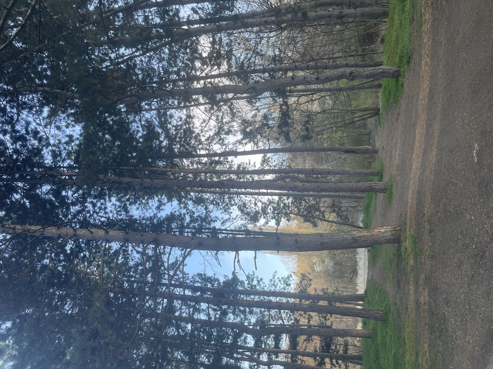 The image shows a pathway through a coniferous forest. Tall pine trees line the left side of the path, with dense foliage obscuring the sky. The path itself is dirt or gravel. On the right side of the path, there is grass and additional trees, some with bare branches. In the distance, a wall or barrier is visible. The location is most likely somewhere in the city of Sofia, Bulgaria, since that was specified in the question.