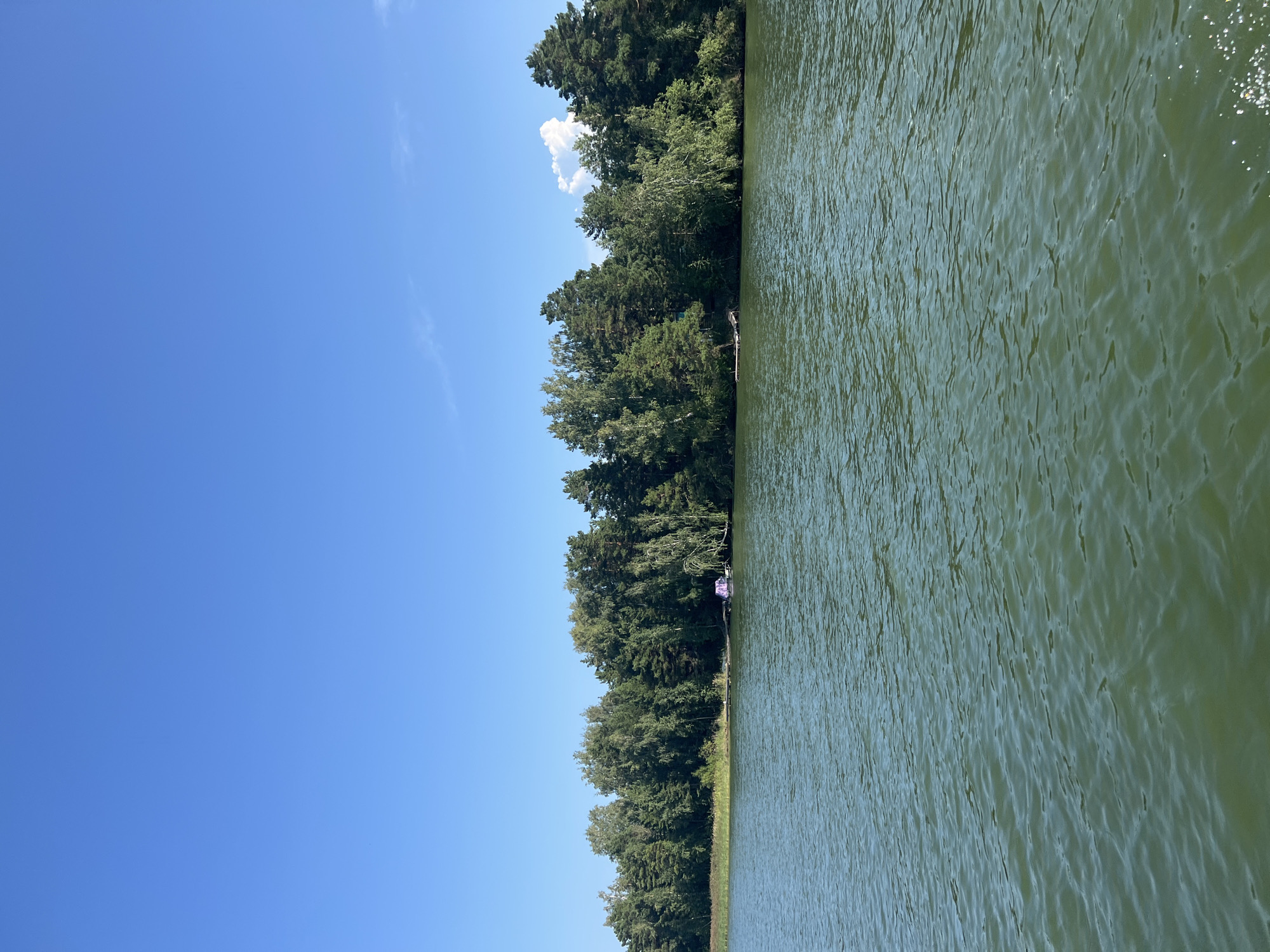 The image captures a serene natural landscape under a clear blue sky. In the foreground, a body of calm, greenish water stretches across the frame, reflecting the sunlight and creating subtle ripples. Along the horizon, a dense line of lush green trees forms a natural boundary, with a variety of deciduous and coniferous species visible. Peeking through the foliage on the shore, there's a small wooden pier and what appears to be a purple-covered boat or structure. The setting suggests a peaceful outdoor location, likely a lake or a wide river, in a temperate region during daylight hours. The specific location of Borovoe, Russia, is noted, implying this scene could be part of its natural beauty, known for its lakes and forests.