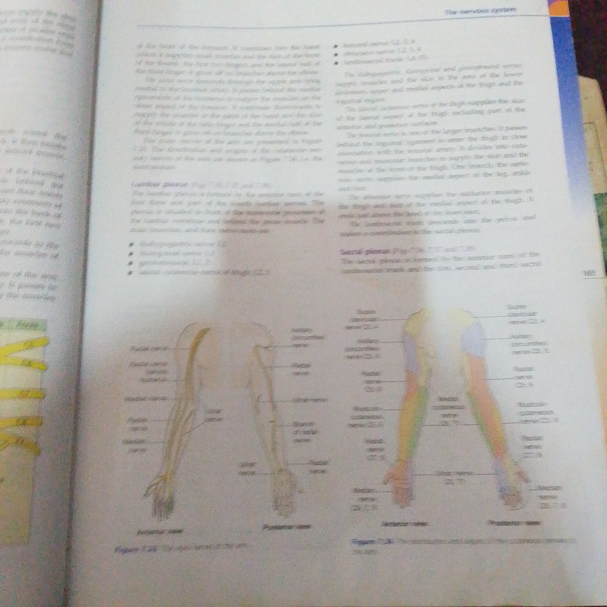 The image shows two pages from a medical textbook, likely an anatomy or physiology book. The left page contains text describing nerves, possibly related to the leg and arm. The right page also contains text and two diagrams of the human arm, illustrating the distribution of nerves. The diagrams are colored to differentiate the nerves, with labels pointing to specific nerves such as the "Median nerve," "Ulnar nerve," and "Radial nerve." There is also text describing the "Sacral plexus." The page numbers "163" and "168" are visible. The setting appears to be indoors, likely a study or library, with the book lying open. There are no people, and the focus is on the educational content of the book. The lighting is artificial. The time of day and weather are not discernible from the image.