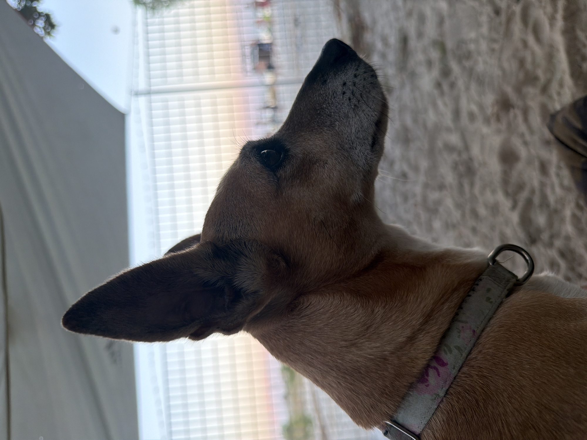 A medium close-up shot captures a dog's head in profile, facing right, set against a backdrop of a light-colored fence and a pale blue sky with a hint of pink near the horizon, suggesting either sunrise or sunset. The dog, with tan fur and dark brown eyes, wears a light-colored collar adorned with a subtle floral pattern. Its large, erect ears are a prominent feature. The foreground consists of sand. In the distance, beyond the fence, blurry structures and possibly trees are visible. The scene is consistent with an outdoor environment in Golden Beach, Greece, likely an area near the coast given the sandy ground and open sky.