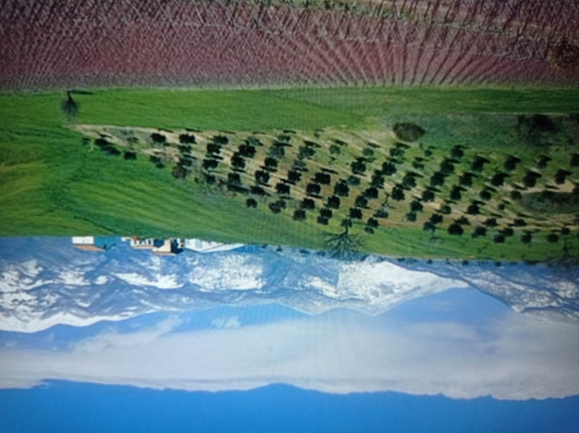 The image depicts a panoramic landscape with a vast, snow-capped mountain range in the background under a bright blue sky with scattered white clouds. In the mid-ground, rolling green hills are dotted with numerous dark, stylized trees, suggesting an orchard or olive grove, arranged in a somewhat organized pattern. Further down the hill, a cluster of buildings with red-tiled roofs, possibly a farm or small settlement, is visible. The foreground is dominated by a field of what appears to be freshly plowed soil, with rows of dark red or brown earth stretching across the frame, hinting at a vineyard or similar cultivation. A single, solitary tree stands on the green hillside to the right of the frame, casting a shadow. The overall impression is one of rural tranquility and natural beauty, with signs of agricultural activity. The location is not specified as being in the city of Mukachevo, Ukraine.