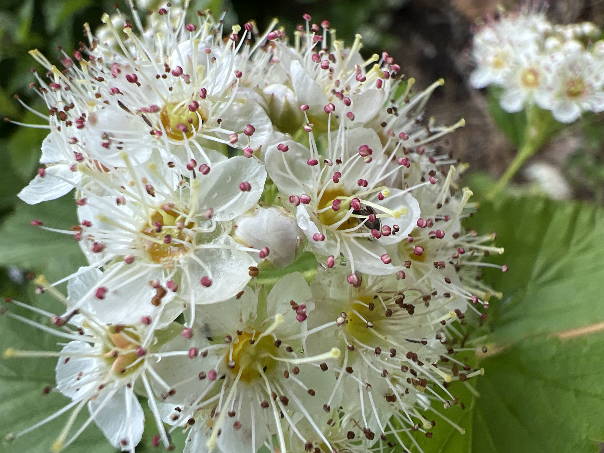 A close-up, high-angle shot captures a cluster of delicate white flowers, likely from a shrub or small tree, in Chaikovsky, Russia. The flowers are the primary subject, dominating the frame and rendered with sharp detail. Each bloom features five soft white petals and a multitude of long, slender white filaments topped with small, rounded, reddish-brown anthers, giving the cluster a spiky, vibrant appearance. The center of some flowers reveals a hint of yellow or light green. Tiny water droplets are visible on the petals and anthers, suggesting recent rain or morning dew.
A small, dark-bodied insect, possibly a fly or beetle, is perched near the center of one of the flowers in the main cluster, partially obscured by the stamens. The background is softly blurred, showing lush green foliage and another out-of-focus cluster of similar white flowers in the upper right. The lighting is natural and diffuse, highlighting the intricate details of the blossoms. No people or visible text are present in the image.