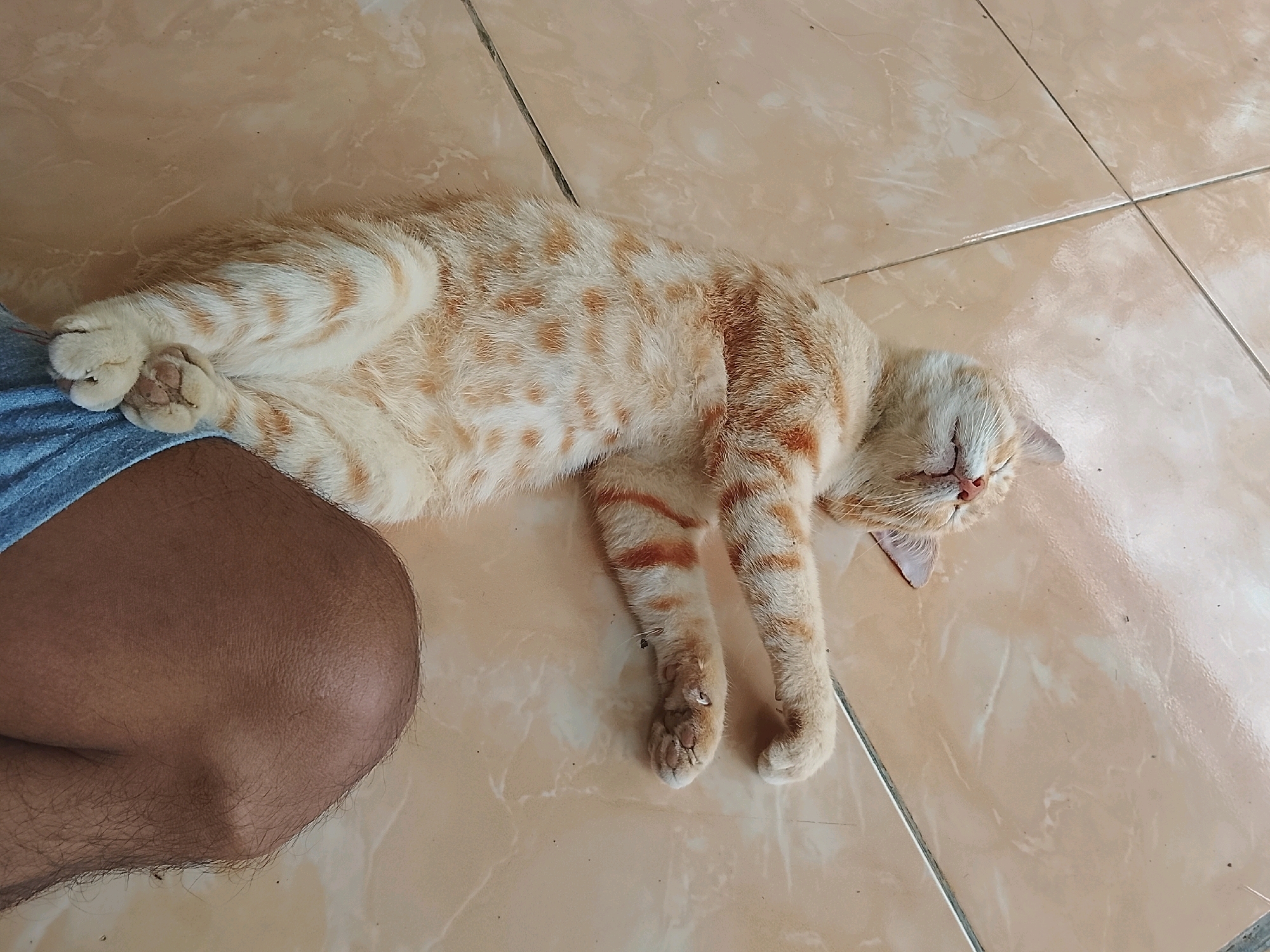 An orange and white tabby cat is asleep on its side on a tan tiled floor. Its eyes are closed, and its head is resting on its paws. The cat is lying next to a person's leg, which is covered by a blue garment. The environment appears to be an indoor setting, possibly a home, given the presence of the cat and the tiled flooring. There is no visual information to place this scene in Kertahayu, Indonesia.