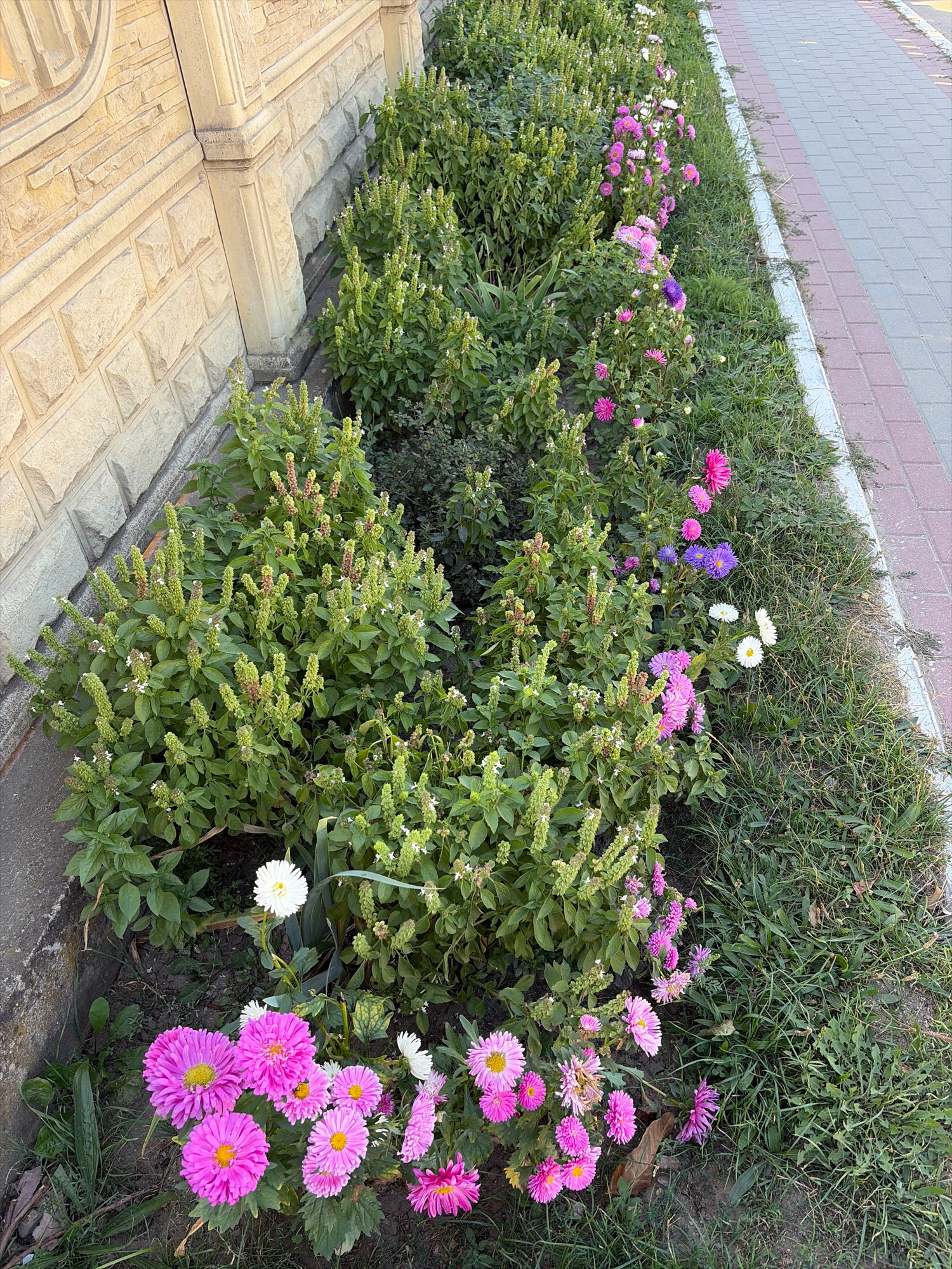 A flowerbed adjacent to a paved walkway and a stone-clad building is depicted. The flowerbed contains a variety of green foliage and blooming flowers in shades of pink, white, and purple. Prominent pink flowers with yellow centers are in the foreground. The building has a textured stone facade with decorative elements. A sidewalk made of interlocking bricks runs alongside the flowerbed. The scene is outdoors, with natural lighting suggesting daytime.