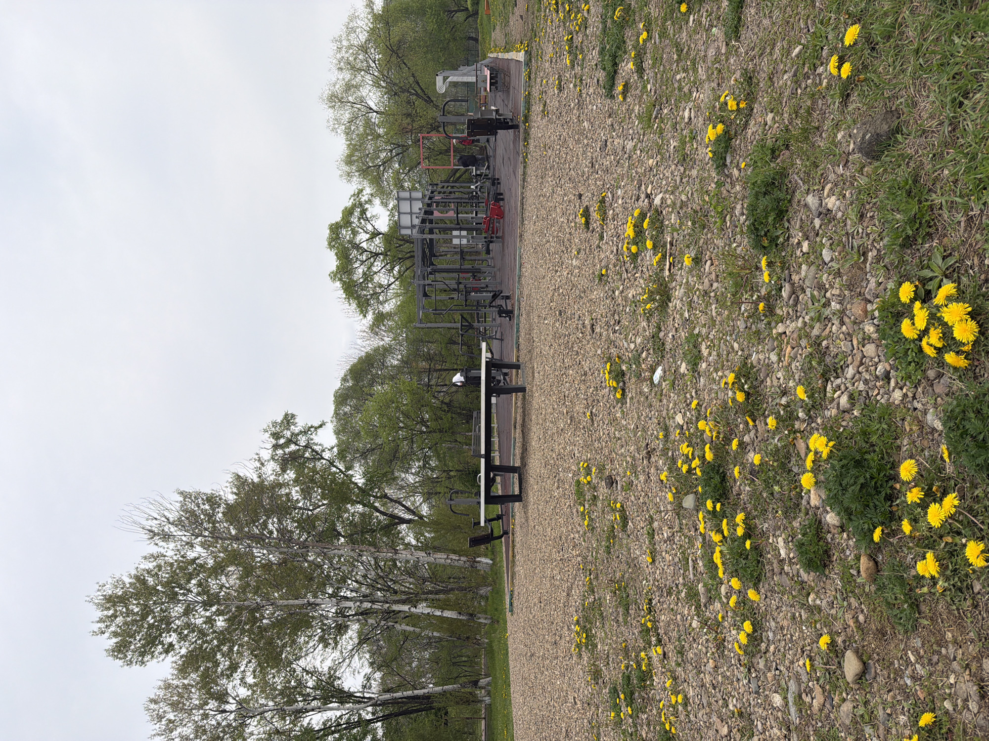The image depicts an outdoor fitness area with exercise equipment and a bench, bordered by trees and ground covered in gravel and dandelions. The location is inferred to be in Birobidzhan, Russia. The sky is overcast. There are no people visible in the image.