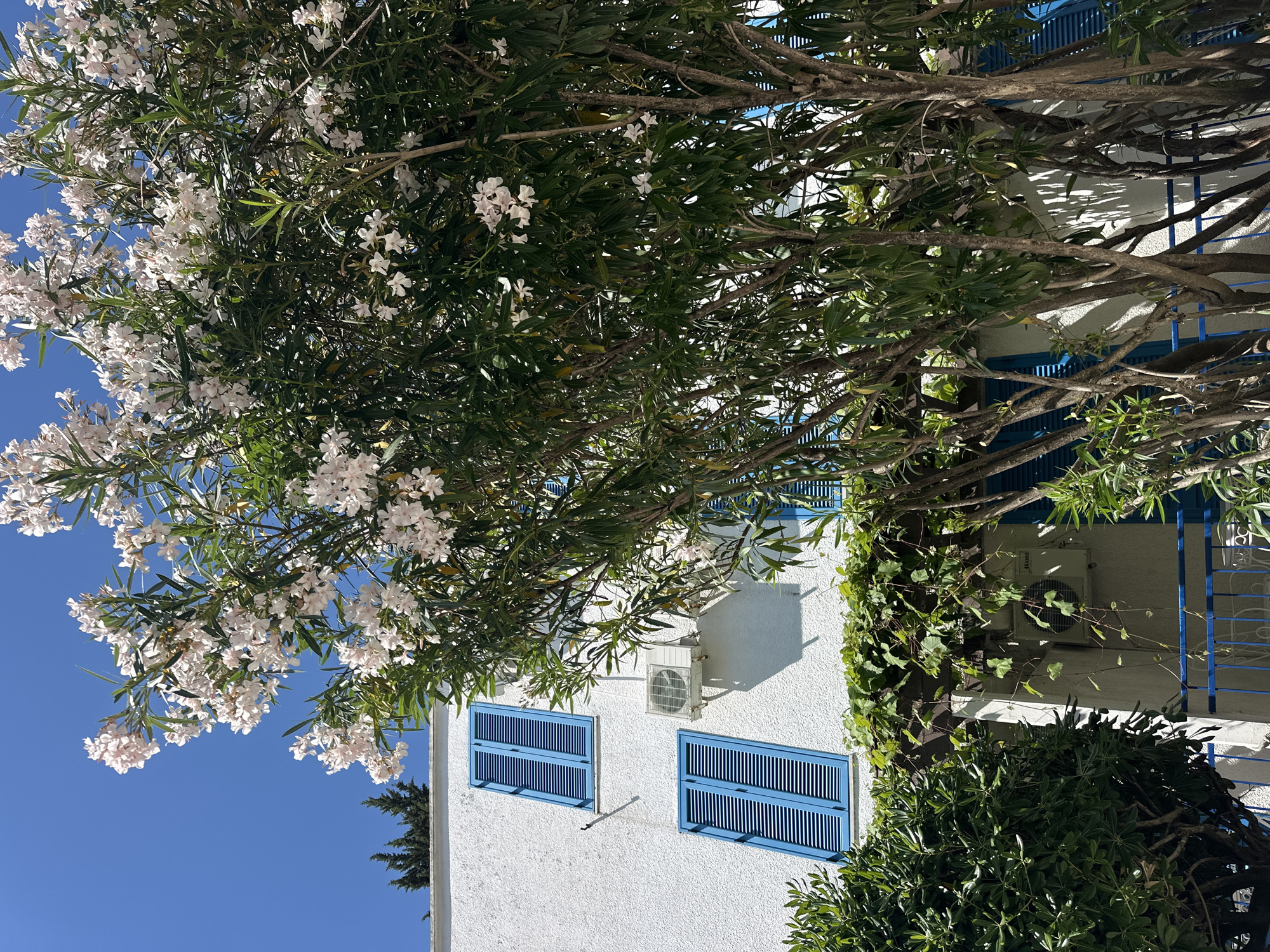 The image captures a white building with blue window shutters in Budva, Montenegro, partially obscured by a tree with white flowers and green leaves. An air conditioning unit is mounted on the wall between two of the window shutters. The sky is clear and blue. Lush green foliage is visible to the right of the building. The image has been rotated from its original orientation.