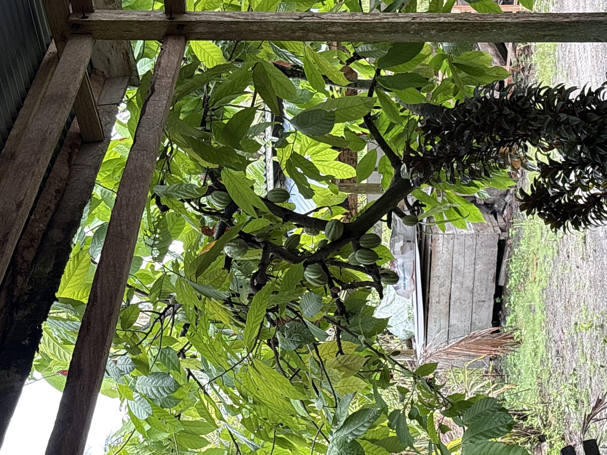 The image depicts a close-up view of a cacao tree laden with pods, set within a rustic, open-air structure likely in Beunyot, Indonesia. The foreground is dominated by the lush green foliage and branches of the cacao tree, with several pods visible in various stages of development. The tree's trunk is dark and somewhat twisted. The structure is composed of weathered wooden beams and a corrugated metal roof, suggesting a functional rather than decorative purpose, possibly for shade or shelter.
Beyond the tree, a weathered wooden crate or bin is visible, possibly used for storage or processing. The ground appears to be a mix of dirt and sparse, damp grass. The overall environment suggests a tropical, possibly rural, setting. The lighting indicates an overcast day, with diffused natural light illuminating the scene. No people are visible in the image, and there are no overt actions or interactions taking place. The image is a static capture of a natural and man-made environment.