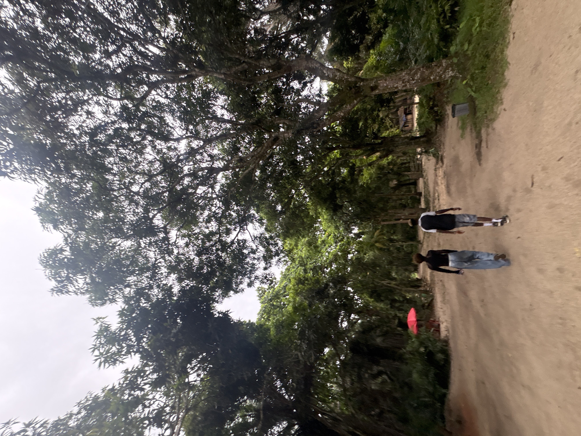 Two individuals are walking down a dirt road in an outdoor, natural environment. One person is wearing a black shirt and blue jeans, while the other is wearing a black and white shirt and gray shorts. A red object, possibly an umbrella, is seen to the left of the individual wearing the blue jeans. The area is heavily wooded with large trees. The image appears to be taken in Sangotedo, Nigeria.