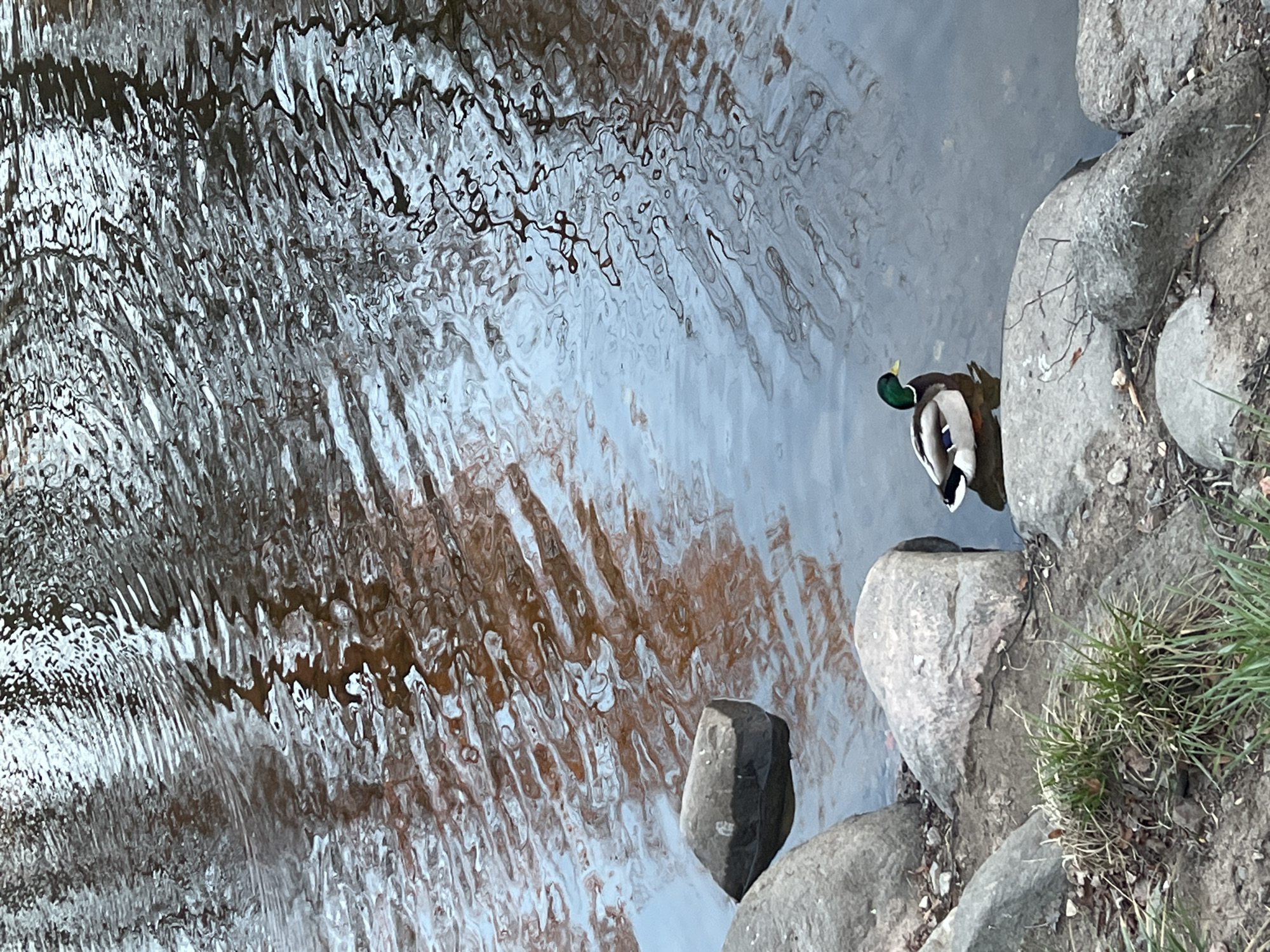 This image, taken from an elevated perspective looking downwards, captures a tranquil outdoor scene featuring a duck in water alongside a rocky bank. The majority of the frame is filled with the surface of the water, which displays intricate, wavy ripple patterns creating abstract distortions of reflections. Lighter, bluish-grey areas on the water suggest reflections of the sky, while darker, intertwining brown and black patterns are likely distorted reflections of bare trees or branches, giving the water a dynamic, almost painterly texture.
On the right side of the image, close to the bank, a male mallard duck (drake) is visible. Its back and tail are most prominent, with its head slightly turned to reveal its distinctive iridescent green plumage. The duck appears to be calmly resting or swimming gently in the subdued, somewhat murky water.
The bank itself consists of several large, grey, irregularly shaped rocks, some partially submerged in the water and others forming the edge of the land. Between and behind these rocks, patches of dry grass and dirt are visible. A particularly dark, angular rock stands out, partially submerged near the center-right.
The scene conveys a sense of peaceful natural observation, likely set in a park or along a canal or river in Saint Petersburg, Russia. The lighting suggests daytime, possibly overcast or during an earlier/later part of the day, with no harsh shadows. No specific activity beyond the duck's presence is depicted, and there is no visible text.