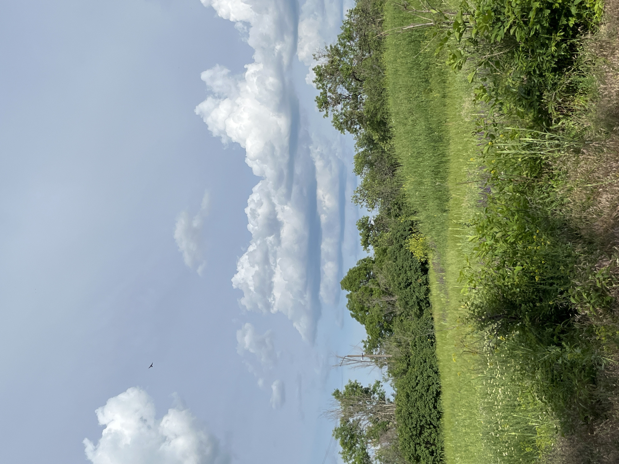 The image depicts an outdoor natural landscape. In the upper portion of the frame, a bird is seen flying in a pale blue sky dotted with various white and grey clouds, some of which are puffy and others appear more wispy. The lower half of the image is dominated by a lush green field, possibly a meadow or pasture, with a variety of vegetation. In the foreground, there are denser bushes and grasses, with some dry, straw-like grasses at the very bottom. Further back, the field is covered in taller green grasses interspersed with small white flowers and some yellow flowers. A line of trees forms a treeline in the middle ground, with varying shades of green foliage. Some of the trees appear to be deciduous, with full leaf cover, while others have a sparser appearance, possibly due to dead branches. A utility pole is visible among the trees in the middle ground. The overall impression is a serene, undeveloped natural environment. The location in Kryvyi Rih, Ukraine, is not discernible from the visual elements present in the image.