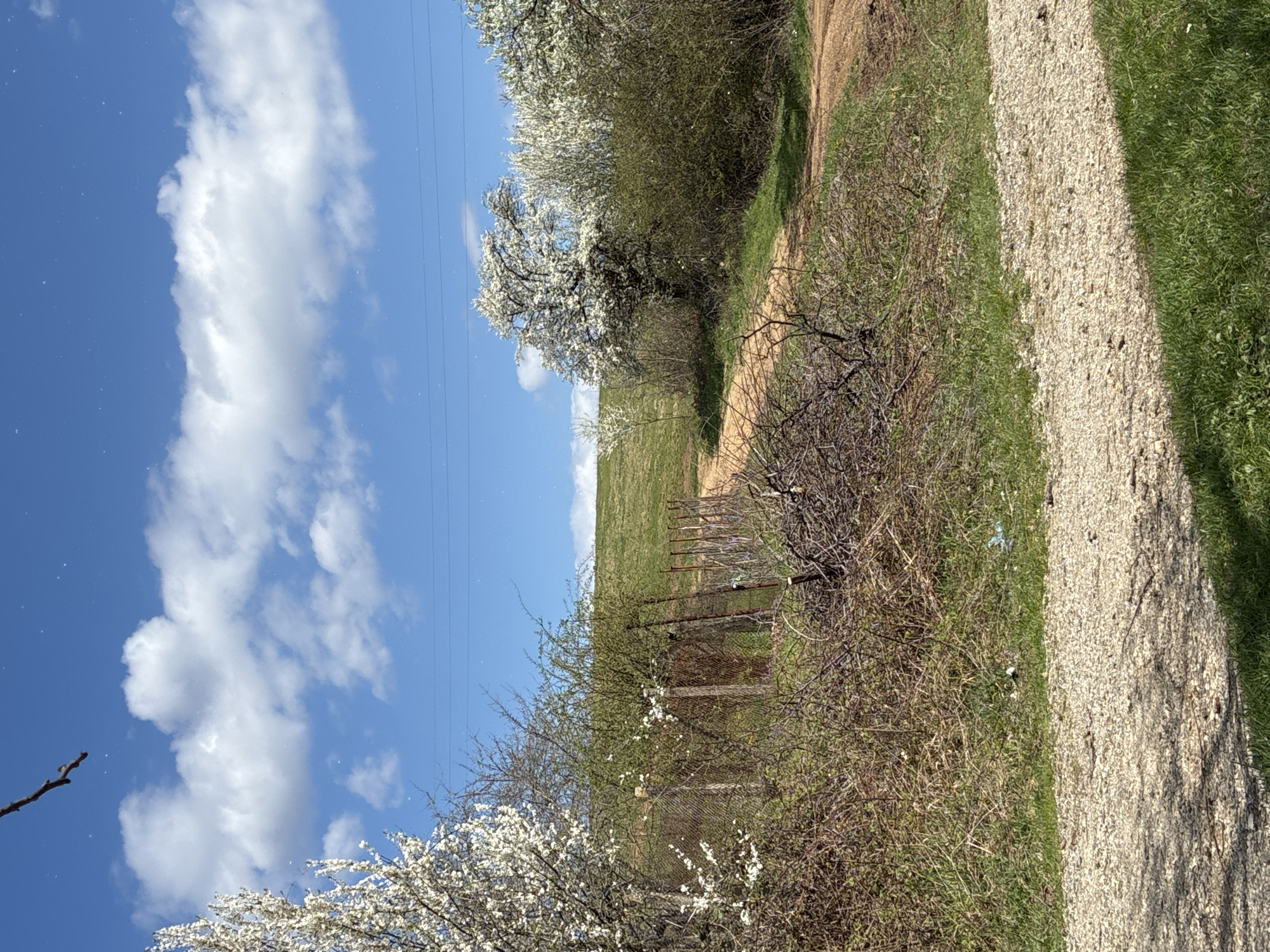 The image captures a rural scene near Berkovitsa, Bulgaria, under a bright blue sky with scattered white clouds. A dirt road winds through the landscape, bordered by dense bushes and flowering trees with white blossoms. A wire fence runs parallel to the road, separating it from a grassy field. Power lines stretch across the sky.