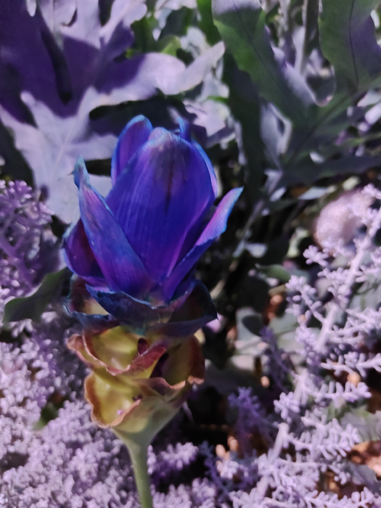 The image is a close-up, vertically oriented, artificial color photograph of a flower. The flower's petals are a vibrant purple with hints of blue and pink. The base of the flower transitions to shades of yellow and red. The flower is surrounded by other foliage, which appears in muted purples and greens, and a delicate, pale purple plant with small clusters of tiny blossoms. The background is blurred and dark, with some brown elements suggesting soil or mulch. The lighting appears to be artificial, contributing to the enhanced colors. There are no people, animals, or identifiable structures in the image, making it impossible to determine a specific location in Tel-Aviv, Israel, or any city for that matter. The image is purely a nature subject.