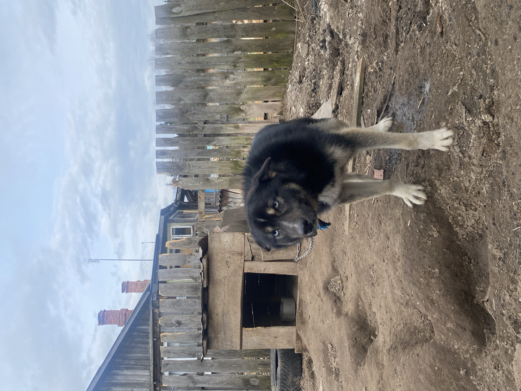 The image shows a medium-sized dog with black and gray fur standing on dirt in an outdoor environment. The dog has light-colored eyes and is wearing a blue collar with a chain attached. Behind the dog is a weathered wooden doghouse. A wooden fence is visible in the background, and a building with brick chimneys is partially visible behind the fence. The sky is overcast. The location is Zhigalki, Russia.
