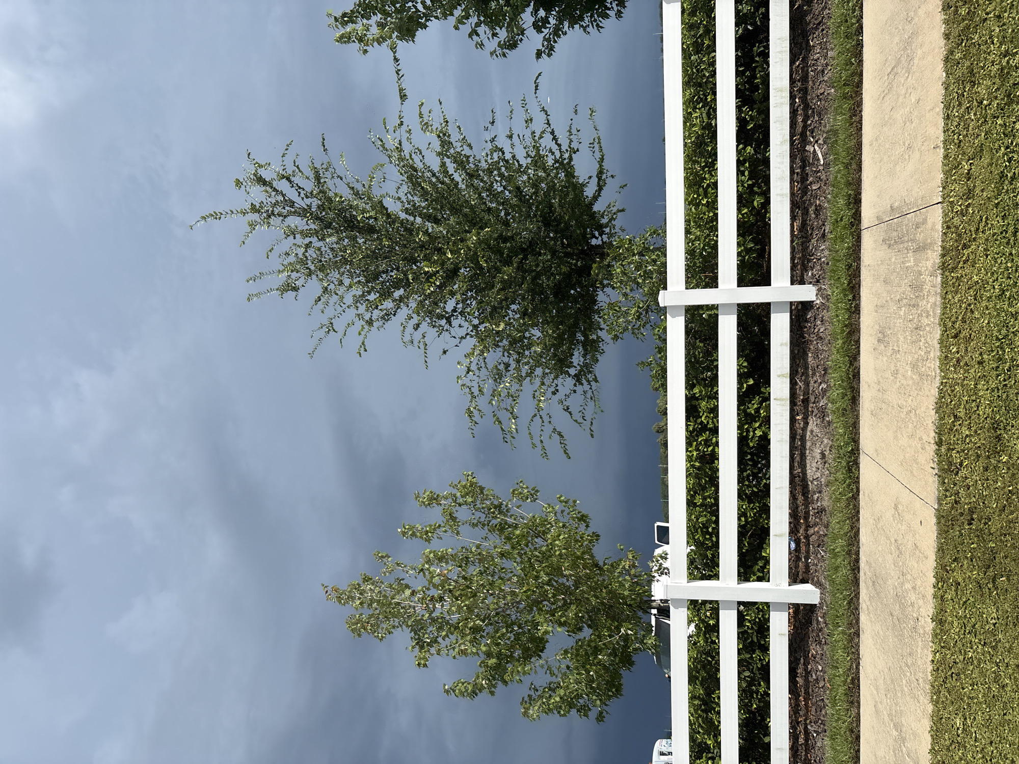 The image depicts a suburban scene in Sarasota, United States, featuring a white post-and-rail fence running horizontally across the frame. Behind the fence, a dense green hedge is visible, with several trees of varying sizes rising above it. The trees have green foliage, and the sky above is overcast with dark, heavy clouds, suggesting impending rain or a storm. In the background, the tops of some white vehicles can be seen, partially obscured by the trees and fence. In the foreground, a concrete sidewalk is present, bordering a strip of green grass. The overall impression is one of a well-maintained residential area under a dramatic sky.