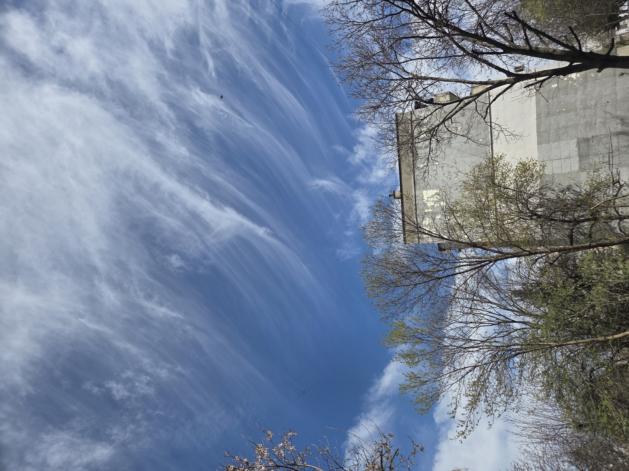 The image is taken from a low angle, looking up at a sky with streaks of cirrus clouds. A tall, gray building with a flat roof occupies the right side of the frame, partly obscured by bare tree branches. Some of the trees have sprouting green leaves. There is a small dark speck in the sky, possibly a bird. Based on the presence of bare and budding trees, the season is likely early spring. Given that the prompt indicates the image location is Pleven, Bulgaria, it is safe to assume that the building and trees are in Pleven.