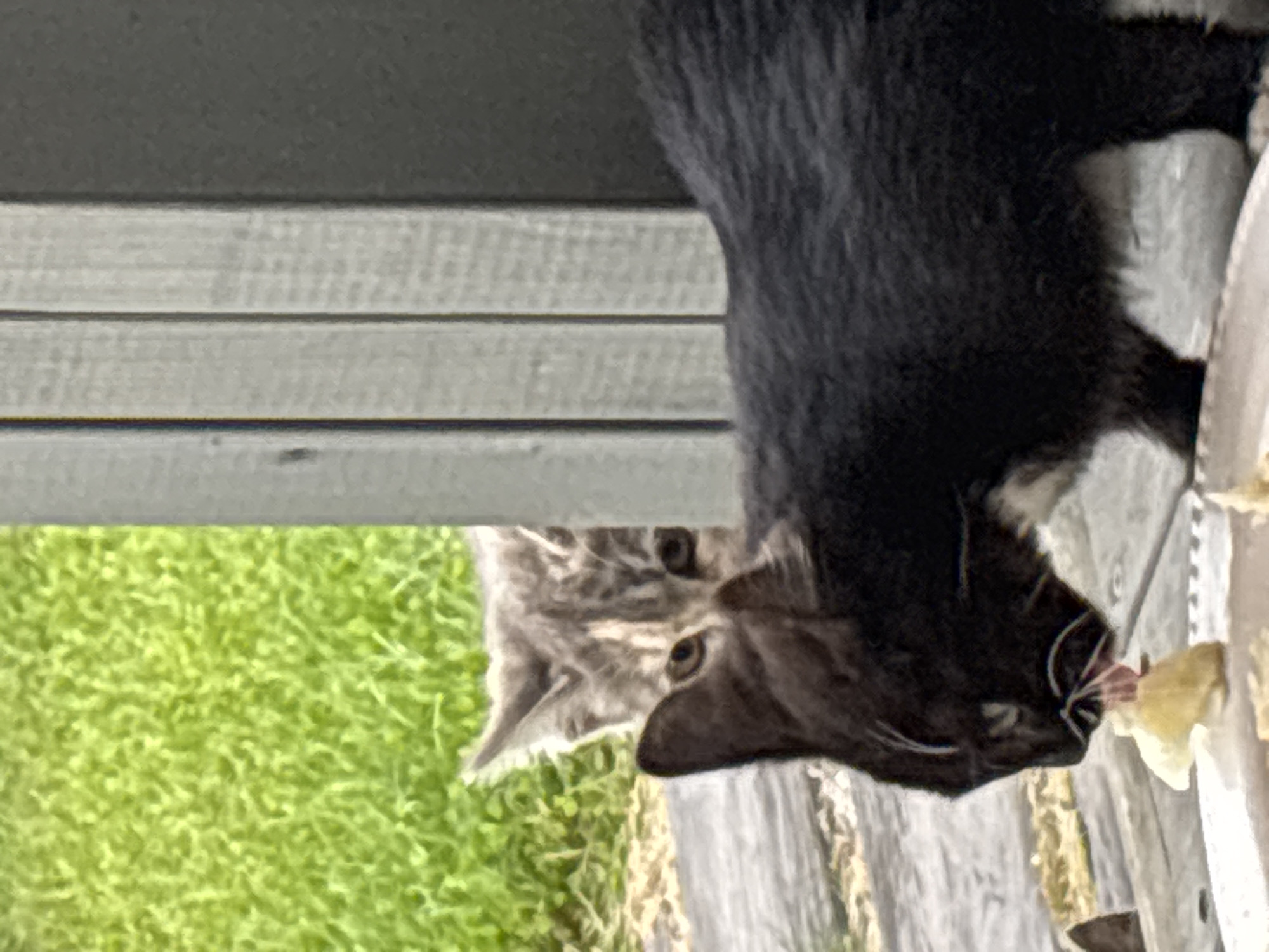 Two domestic cats are present. A black cat with white markings on its chest is in the foreground, eating from a plate. Behind it, a grey tabby kitten with large eyes peeks out from behind a wooden post. The background consists of green grass and a wooden deck. The scene appears to be outdoors in a residential area. There is no indication of the specific location within Zvenigorod, Russia.