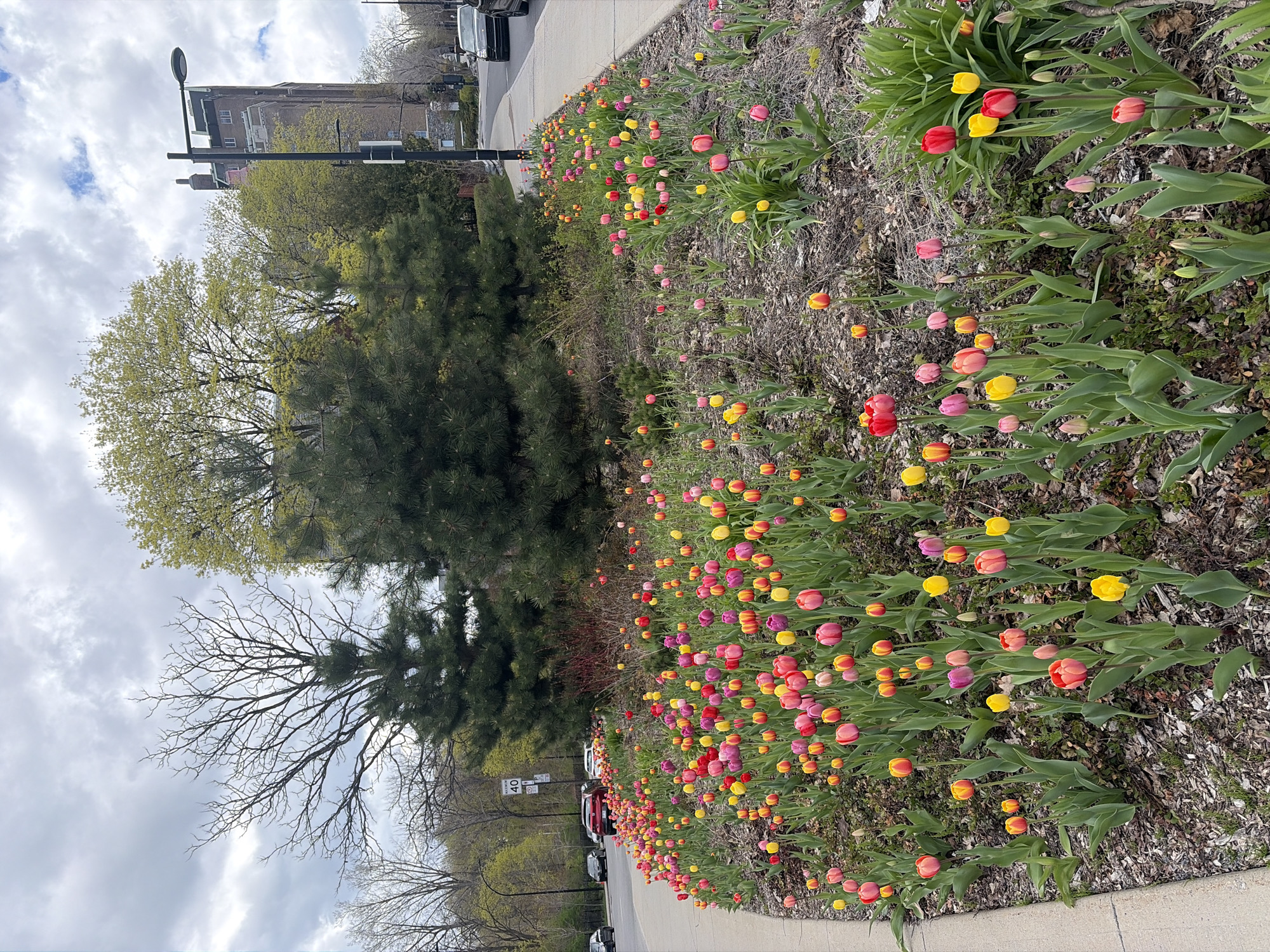 The image depicts a flower bed bordering a street in Montreal, Canada. The flower bed is densely planted with a variety of colorful tulips, including red, yellow, pink, and orange. Behind the flower bed are trees and buildings. A speed limit sign is visible along the street. Cars are parked along the roadside. The sky is cloudy.