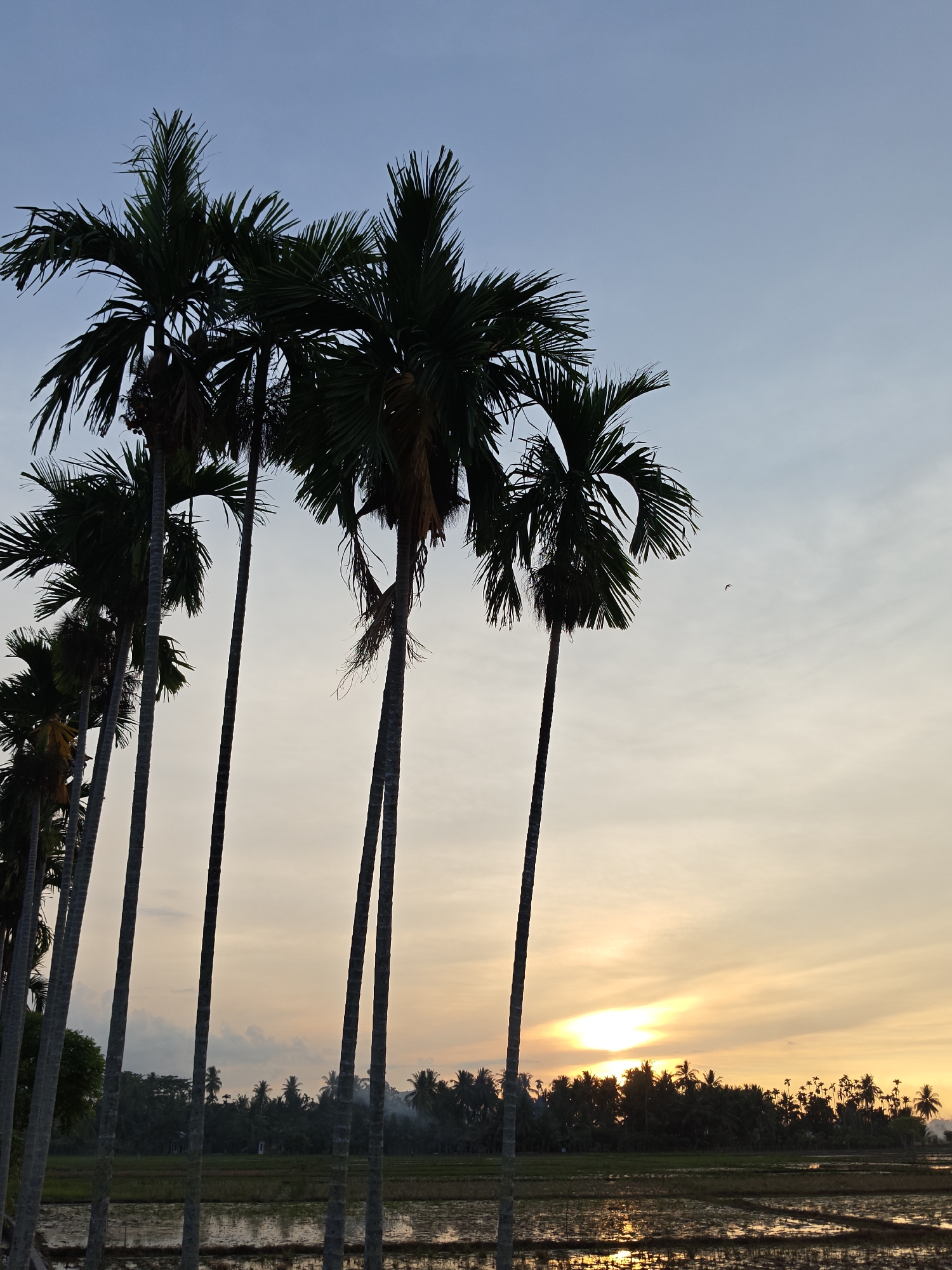 The image captures a tranquil sunset scene in Uleegajah, Indonesia, characterized by a row of silhouetted palm trees against a gradient sky. The sky transitions from a pale blue at the top to warm hues of yellow and orange near the horizon, indicating the sun is low or has just set. The sun itself is partially obscured by clouds, casting a golden glow. In the foreground, the reflective surface of a flooded field or rice paddy mirrors the sky and the dark shapes of the palm trees. Beyond the palms, a dense line of more palm trees forms a natural silhouette against the lighter sky. The overall atmosphere is peaceful and serene, typical of a rural tropical landscape at dusk. There are no people or animals visible in the frame. The environment is agricultural, with evidence of water management systems for cultivation.