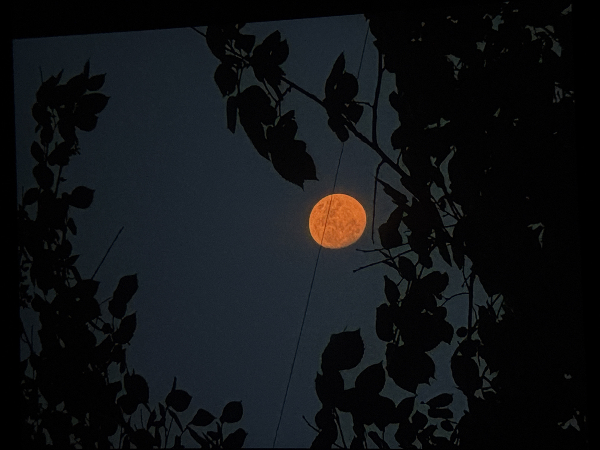 An orange moon is visible through silhouetted tree branches against a dark blue night sky. The moon is round and appears to be full. Thin, dark lines, likely power lines, stretch horizontally across the sky in front of the moon. The branches and leaves of trees are silhouetted in black, framing the moon and the sky. The lower part of the image is almost entirely black, suggesting deep shadow or the foreground being obscured. The image appears to be taken outdoors in an urban or suburban setting, given the presence of power lines, and could be located in the city of Irkutsk, Russia, given the context provided. There are no people or animals visible in the image.