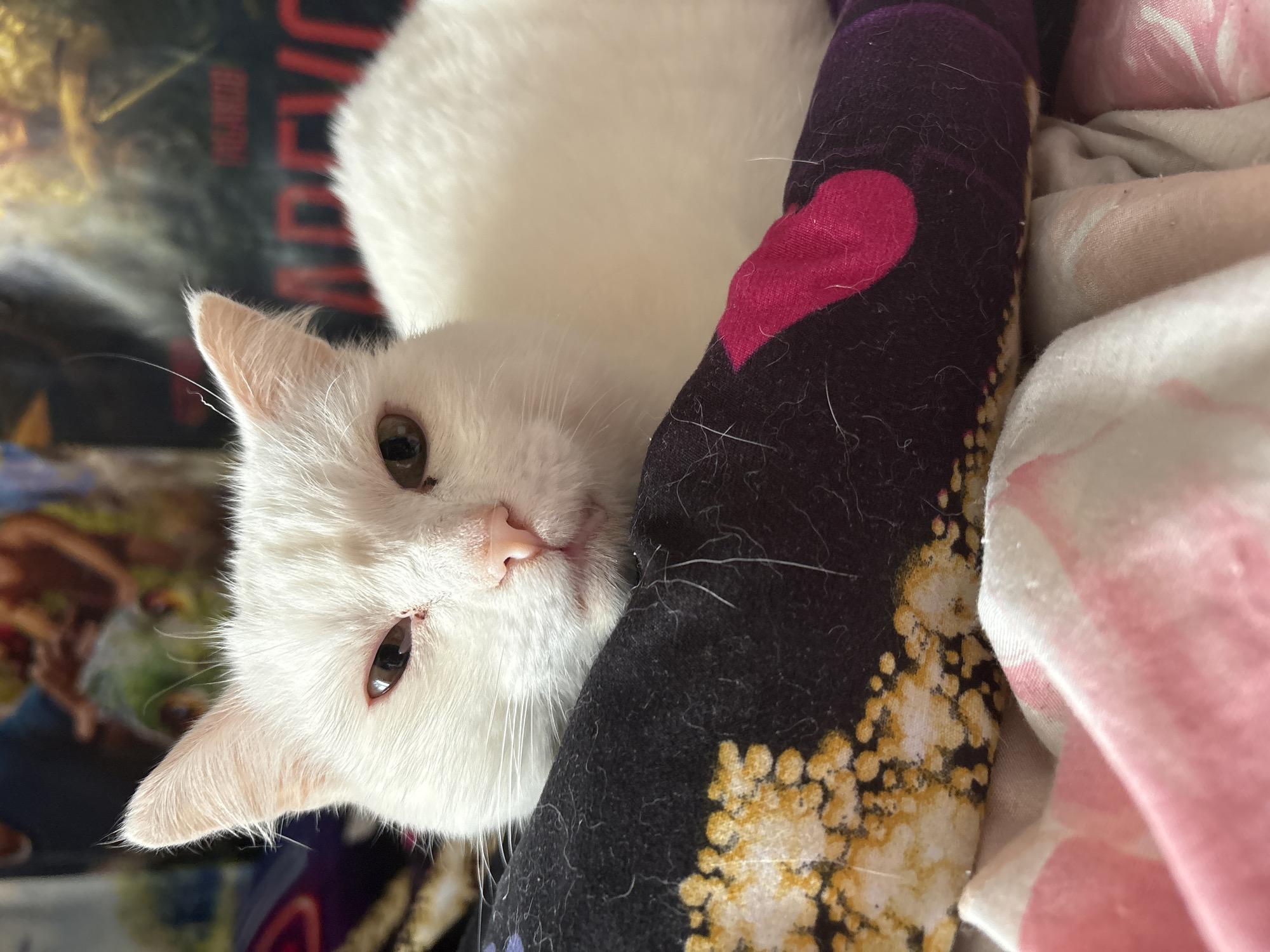 A white cat is lying down, resting its head on a black and purple pillow with a pink heart and gold flower-like patterns. The cat has tan eyes and a pink nose. The background features a blurred object, possibly a book or magazine cover with some red text. The cat's fur seems to be mixed with loose hairs. The photograph appears to have been taken indoors.