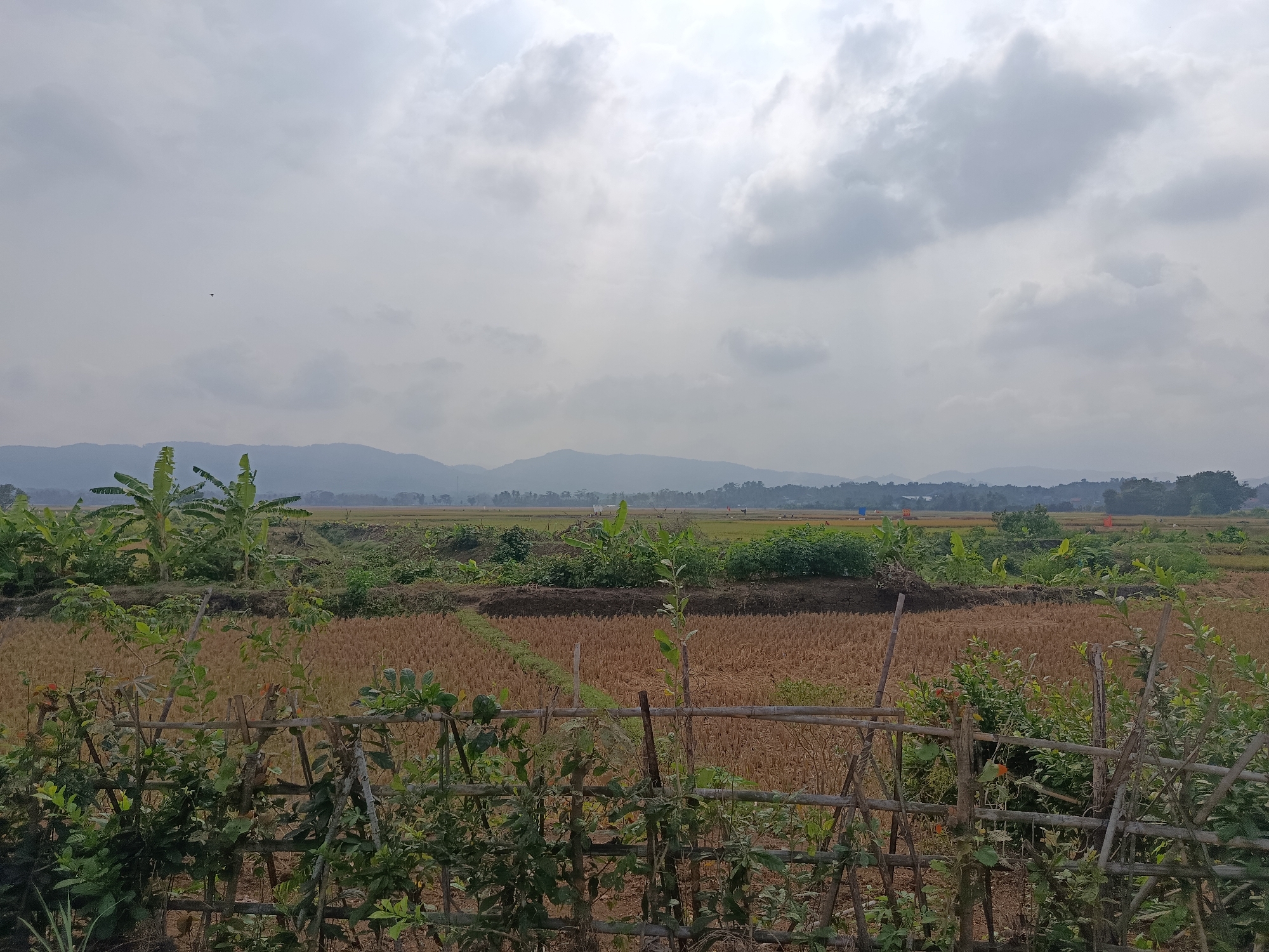 The image depicts a rural landscape in Bantarsari, Indonesia, under a cloudy sky. In the foreground, a rustic wooden fence made of bamboo and branches partially obscures a field of dry, stubbled crops, likely harvested rice. Behind this field, lush green vegetation, including banana trees, contrasts with the golden hues of the harvested land. In the middle ground, more green foliage and some trees are visible, with distant hills or mountains forming the horizon. The sky is overcast with various cloud formations, suggesting a possibly humid or rainy day. No people or animals are clearly identifiable in the scene. The overall impression is of a peaceful, agrarian setting.