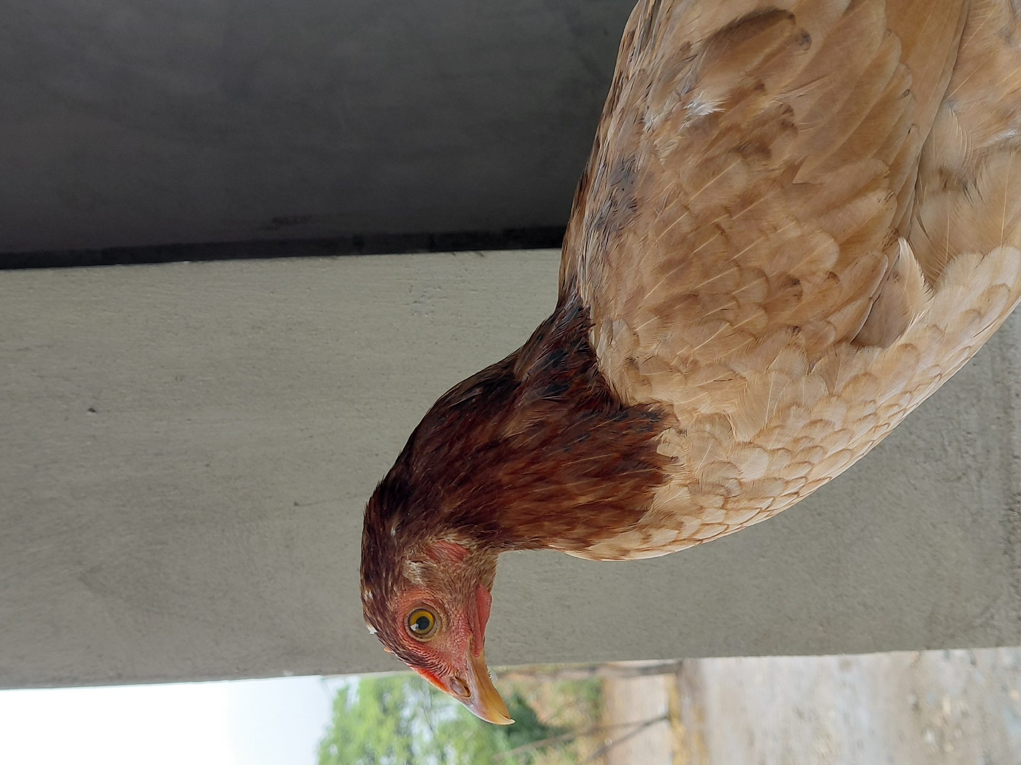 A close-up, rotated image captures a chicken intently looking downwards. The chicken's head is angled sharply, with its eye, beak, and part of its neck prominent. Its visible eye is bright yellow with a dark pupil, surrounded by reddish, somewhat bare skin on its face and wattle-like areas. The beak is a pale yellowish-brown. The feathers on its head and neck are a rich reddish-brown, transitioning to lighter, warm tan and light brown hues across its body, which occupies the right and upper portions of the frame. The feathers show some subtle darker markings.
The background suggests an outdoor or semi-outdoor environment in Santa Ana, Venezuela. The chicken appears to be positioned on a light grey, textured, possibly concrete surface, which is visible behind its head and below its body (if the image were rotated 90 degrees counter-clockwise to an upright position where the chicken is looking down). Beyond this immediate surface, the background features a darker, shadowed area, possibly a wall or structure. In the out-of-focus distance, glimpses of green foliage and light-colored buildings or walls are visible, indicating natural light and an open setting. The bright illumination suggests it is daytime. No text is visible in the image.