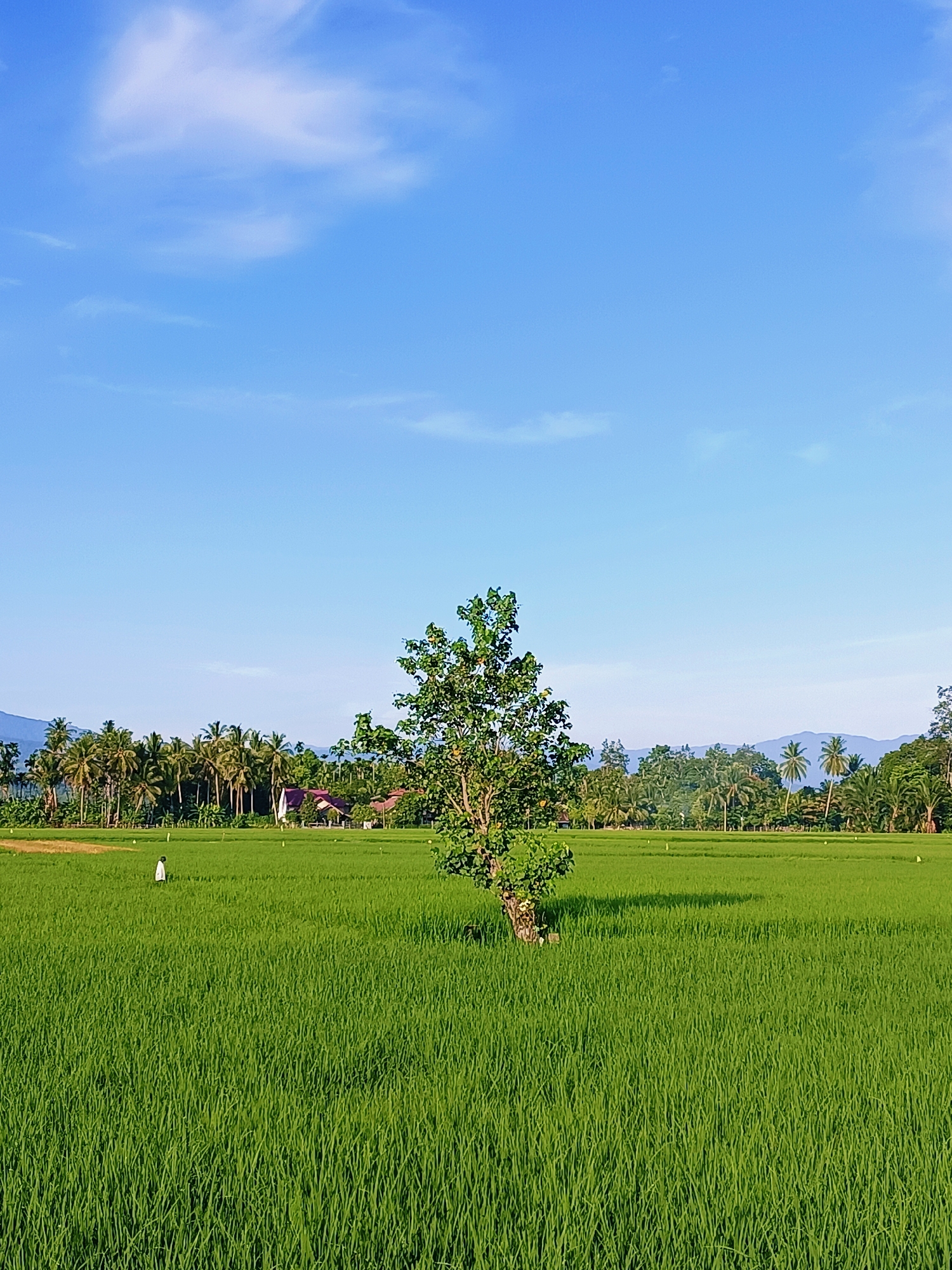 The image shows a lush green rice paddy field in Kampung Japa, Indonesia, under a bright blue sky with scattered white clouds. A lone tree stands in the middle of the field, casting a subtle shadow. In the background, a line of palm trees and other vegetation can be seen, along with a few houses with reddish-brown roofs. The foreground is dominated by the vibrant green stalks of the rice plants, stretching towards the horizon. The scene evokes a sense of rural tranquility and natural beauty.