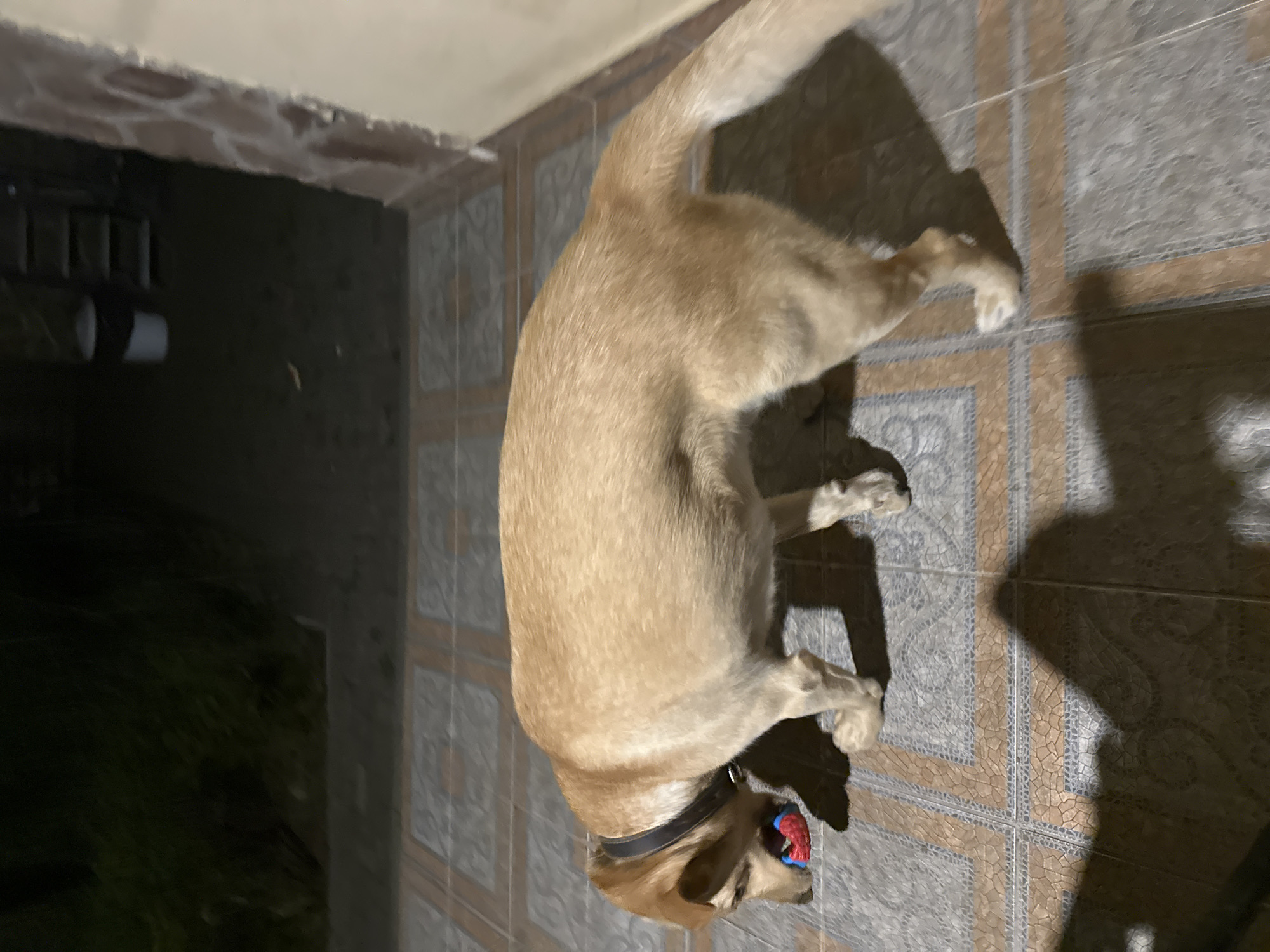 A tan-colored dog with a black collar is standing on a tiled patio at night. The dog is holding a red and blue toy in its mouth. The patio is bordered by a wall made of brick and stucco. In the background, there is a dark area with some vegetation and a white bucket. The scene is dimly lit by artificial light. The location is not specified as Sochi, Russia.