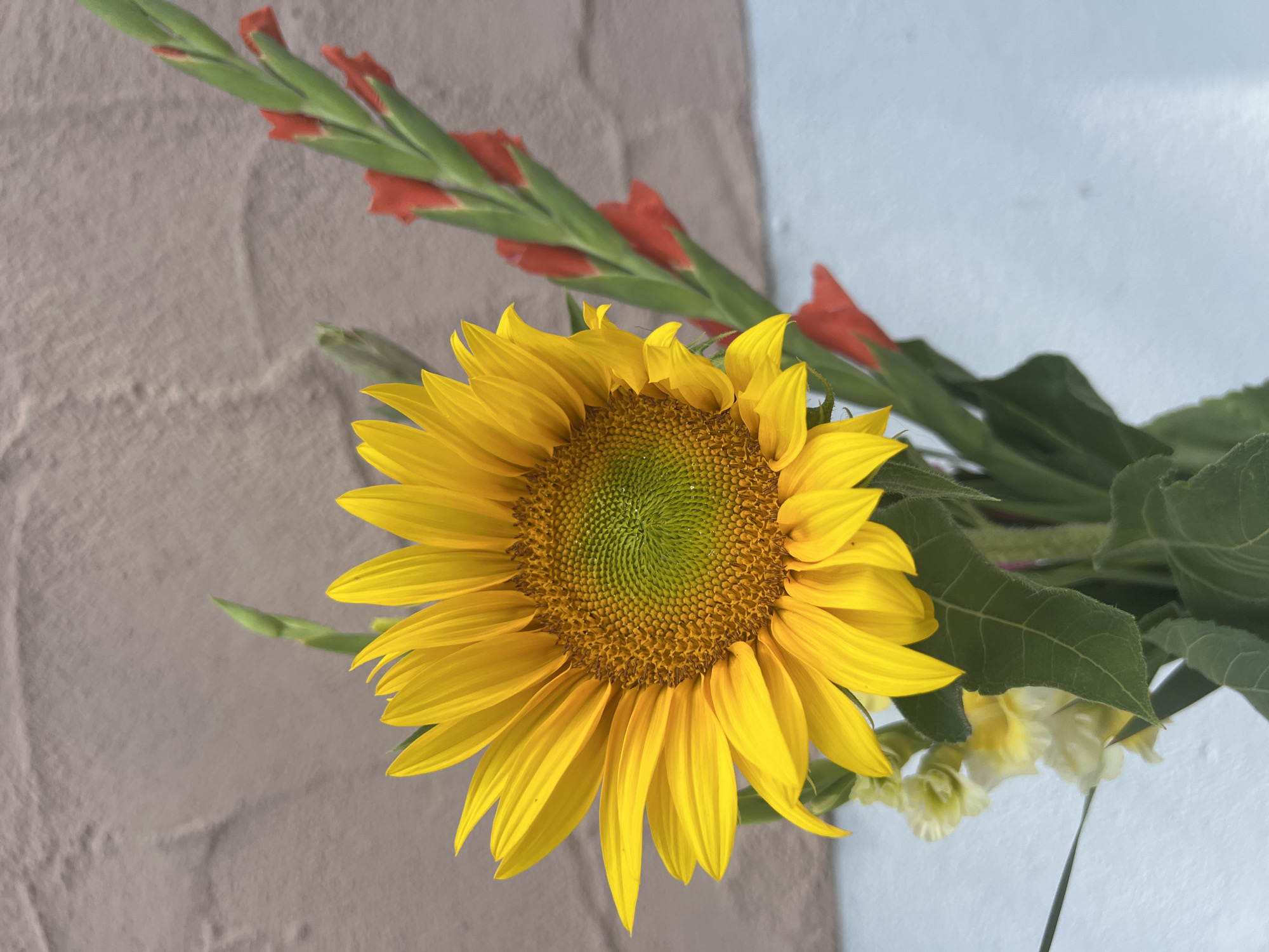 A close-up, high-angle shot captures a bright yellow sunflower in full bloom, positioned slightly to the left of the frame. Its petals are wide and vibrant, surrounding a central disc of tightly packed, greenish-yellow seeds. The sunflower is part of a bouquet, with blurred stems and leaves visible beneath it. To the right of the sunflower, stalks of gladiolus flowers with red buds are interspersed with greenery. The background features a textured, light brown wall above a light blue surface, suggesting an outdoor setting, possibly a garden or patio. The overall lighting is bright, highlighting the colors of the flowers. There are no people or animals present in the image. There is no information that can indicate the location in the city of Augsburg, Germany.