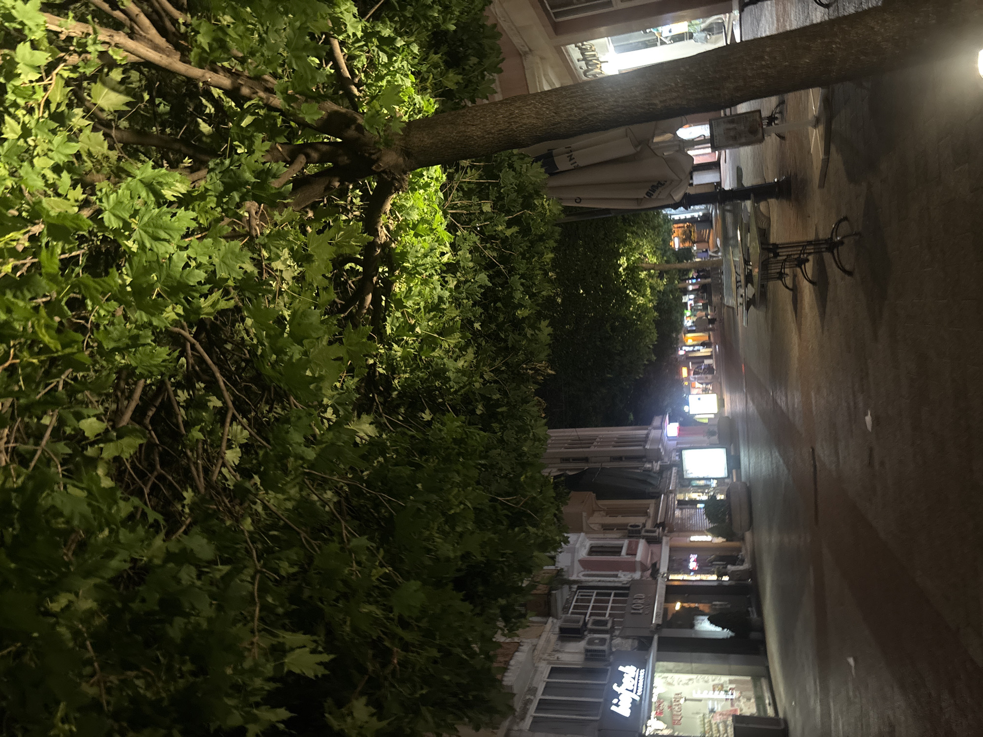 The image depicts a street scene at night in Plovdiv, Bulgaria. A large tree with lush green leaves overhangs the sidewalk, illuminated by artificial lights. On the left side of the street, there are several shops with illuminated signs. One sign reads "biofresh COSMETICS". Another sign reads "LORD". The buildings appear to be old, with architectural details visible. There are also several outdoor tables and chairs set up on the sidewalk, suggesting a cafe or restaurant. The street itself is paved and appears to be a pedestrian zone. In the distance, more shops and trees are visible, creating a tree-lined avenue. The overall impression is one of a lively urban environment, even at night.