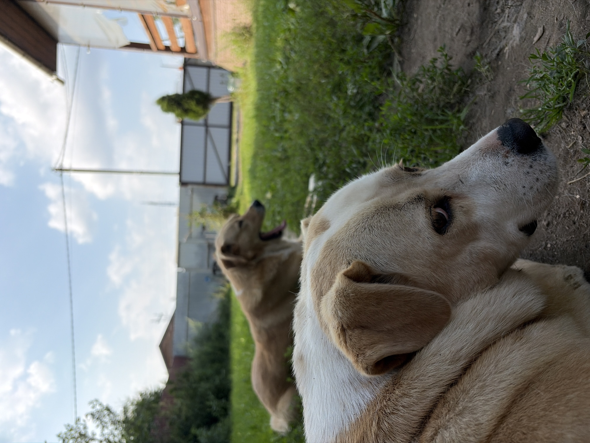 In Belaya, Russia, two dogs are the subjects of this close-up, eye-level outdoor photograph. The dog in the foreground is a medium-sized, light-colored dog, possibly a mix, with a white blaze on its chest and face. Its head is turned to the right, and its right eye is clearly visible, looking slightly downward. Its fur is short to medium in length. Behind it, a second dog, also light-colored and appearing to be a similar breed or mix, is lying down on a grassy area. This second dog is yawning widely, its tongue visible. The background consists of a green lawn, a chain-link fence, some vegetation, and a building with wooden siding and a white awning. The sky above is blue with scattered white clouds. The lighting suggests it is daytime, possibly late afternoon. The scene appears to be a residential backyard or a similar outdoor space.