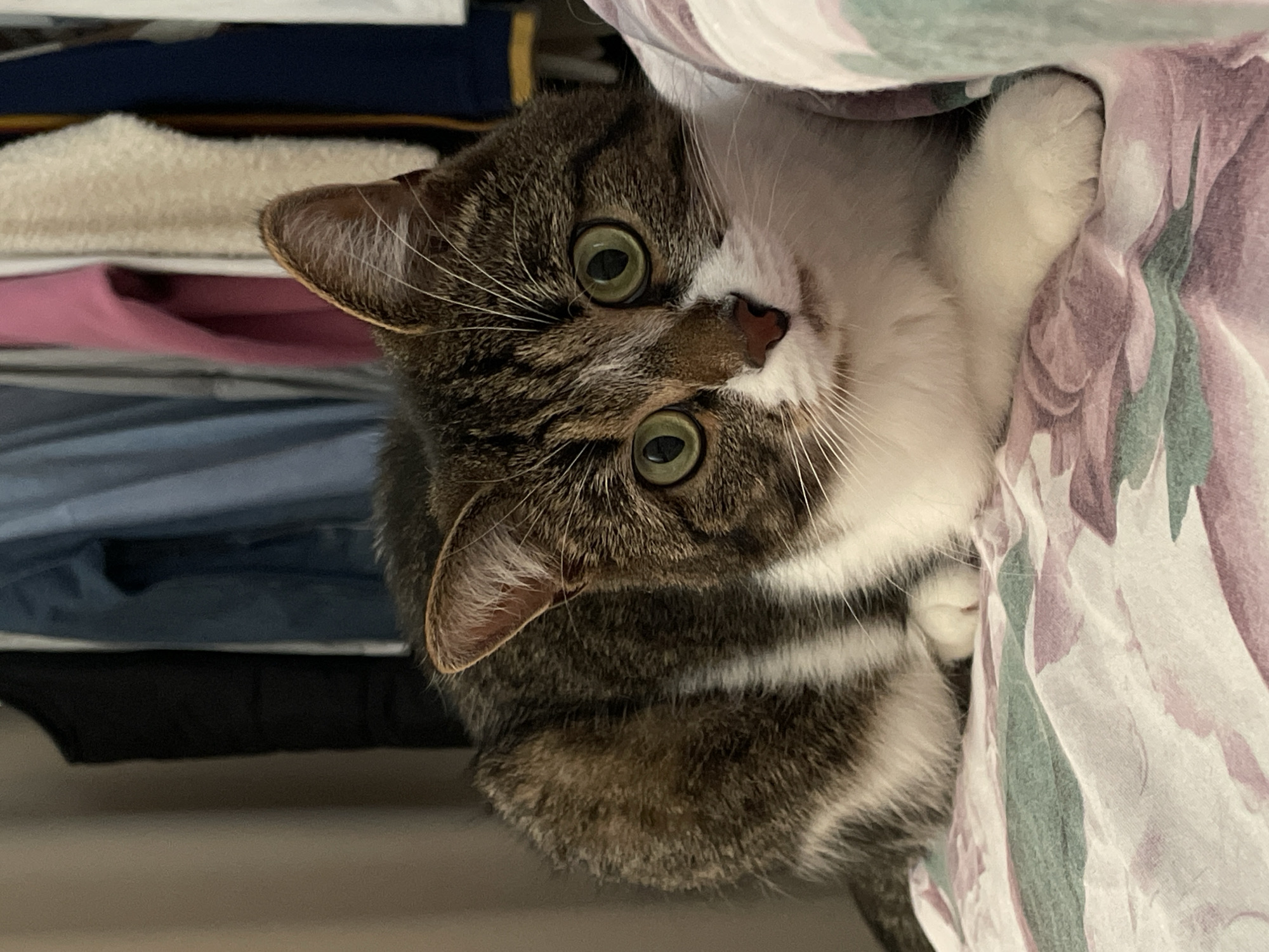 A close-up, slightly angled photograph captures a tabby and white cat perched within what appears to be a closet or storage area. The cat is partially obscured by a floral-patterned fabric in shades of pink, green, and white, with a white paw resting against it. The cat has striking green eyes and a pink nose. The background shows folded clothing in varying colors including white, pink, blue, and black. The photo was taken indoors and there is no indication in the image of its location being in the city of Izhevsk, Russia.