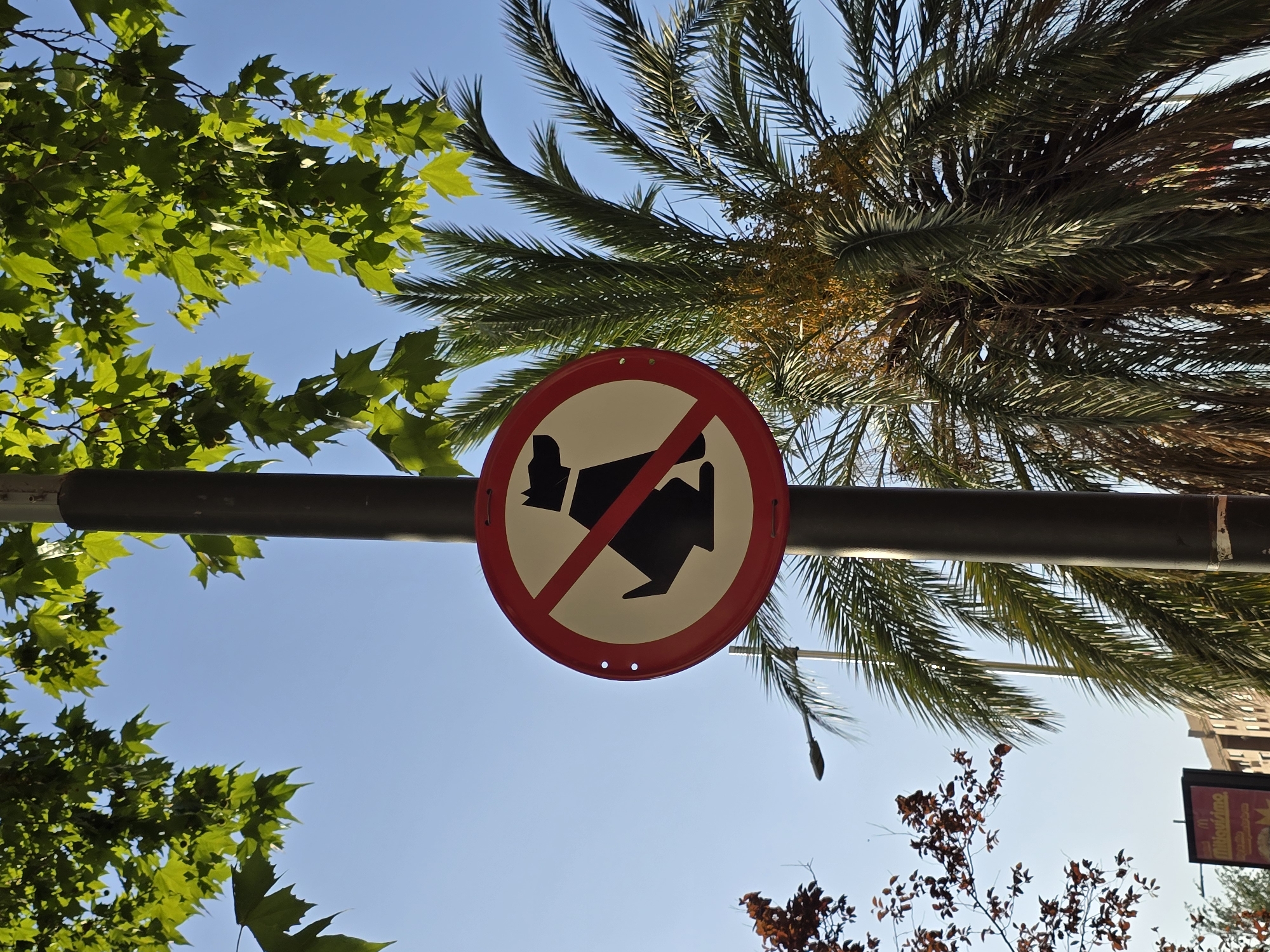 The image shows a "no dogs allowed" sign on a pole outdoors, with a palm tree and leafy trees in the background under a clear blue sky. The sign is circular with a red border and a white background, featuring a black silhouette of a dog with a red diagonal line crossing through it. The pole is dark grey. Green leaves from a deciduous tree are visible in the upper left and right corners of the image. A tall palm tree with long fronds is to the right of the pole. In the lower left, there is a smaller tree with reddish-brown leaves and a street lamp. In the far background, a building and another sign are visible. The scene appears to be in a public outdoor space.