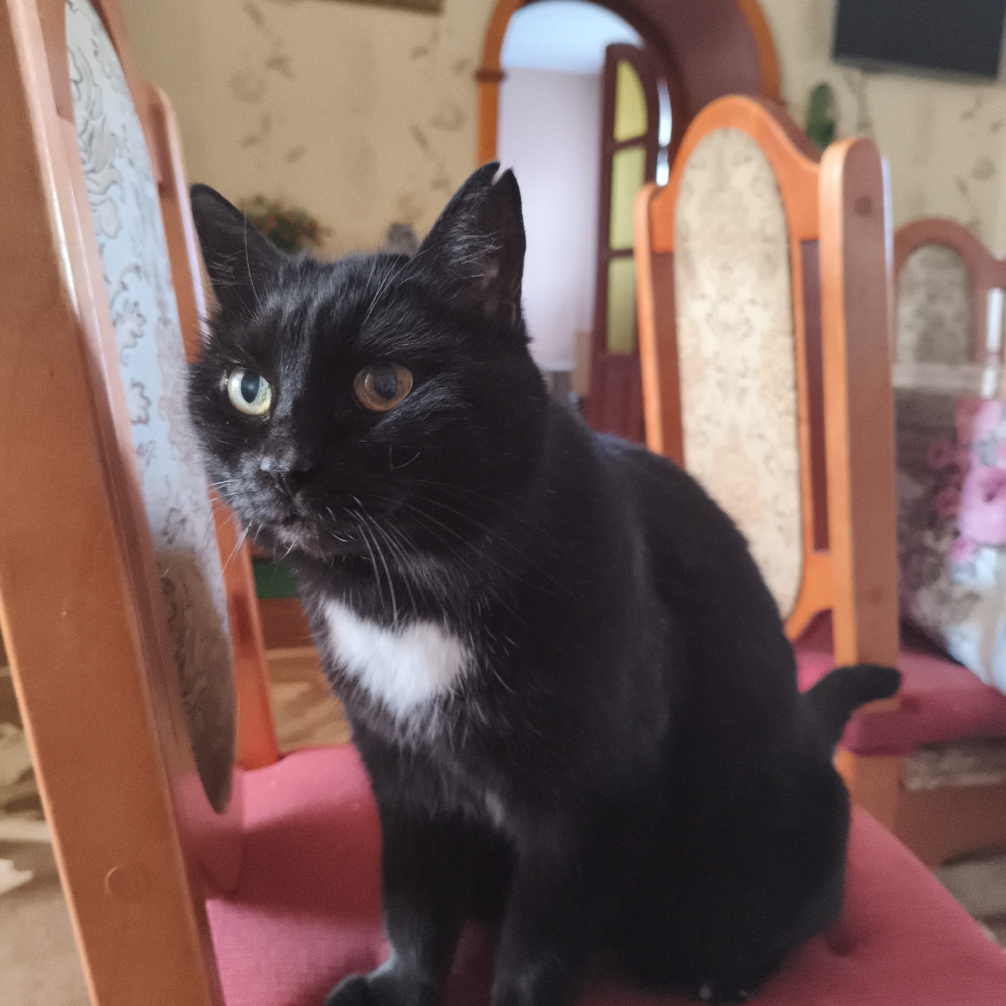 A black cat with distinctive heterochromia is the central subject of the image, sitting on a red-cushioned wooden chair. The cat's left eye (viewer's right) is a greenish-yellow, while its right eye (viewer's left) is amber. It also has a prominent white patch of fur on its chest. A notable detail is a small notch or irregularity on the tip of its left ear. The cat is looking directly at the viewer with an attentive and curious expression.
The setting appears to be indoors, likely a home in Chaikovsky, Russia. The cat is positioned on a chair with an orange-brown wooden frame and a red fabric cushion. To the left, part of another similar chair with a patterned upholstered back is visible. In the background, further chairs with matching wooden frames and patterned upholstery can be seen. An arched doorway with a dark brown frame and a lighter interior is visible behind the cat, leading to another room. Portions of a patterned wall and what might be a wall-mounted screen or television are also discernable. The lighting suggests it is daytime. There is no visible text in the image.