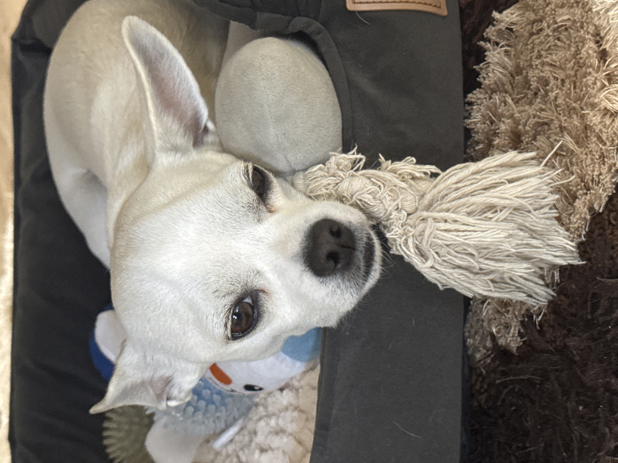 A close-up, slightly angled, indoor shot features a light-colored dog with short fur, likely a Chihuahua mix, resting in a dark-colored pet bed. The dog's head is tilted slightly, with one eye open and the other partially closed. The dog has a black nose and light pink visible in the open ear. The dog is surrounded by various toys, including a soft ball, a rope toy with a fringed end, and a plush toy. The bed itself is situated next to a brown, shag-style rug. No people are visible in the image. There is no evidence to indicate the location is Mechkarevo, Bulgaria.