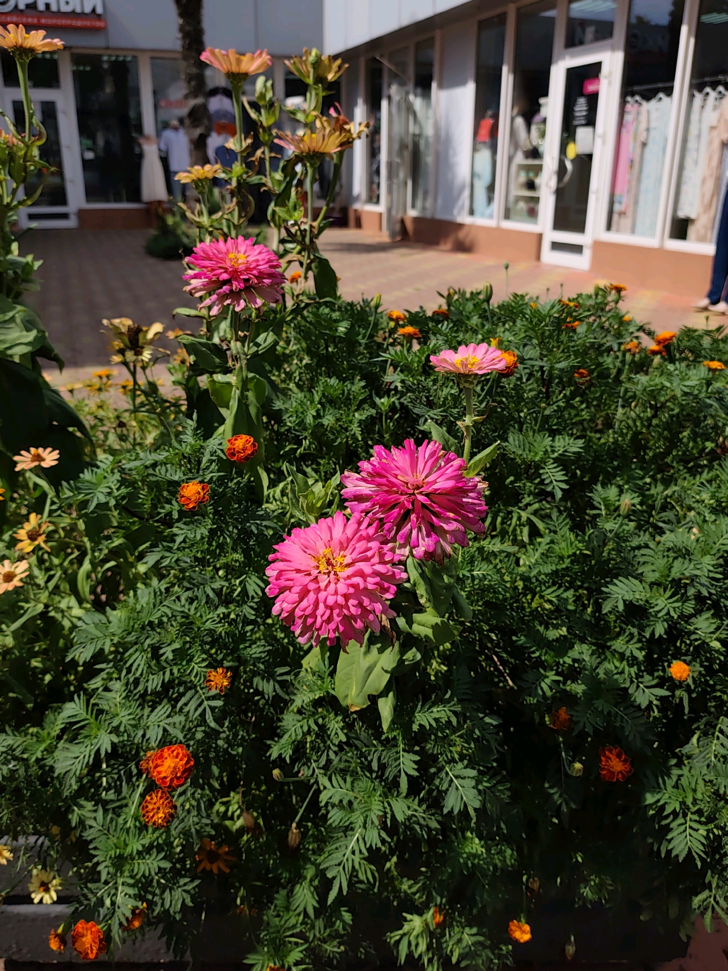 In this image, a vibrant flowerbed full of pink and orange zinnias and marigolds is positioned in front of a storefront in the city of Sochi, Russia. The storefront features large glass windows displaying clothing on mannequins, suggesting a retail environment. The pavement in front of the store is paved with brick. Sunlight casts shadows, indicating a bright, daytime scene. The flowers are in various stages of bloom, with some fully open and others as buds. The overall impression is one of a well-maintained urban garden space adjacent to a commercial area.