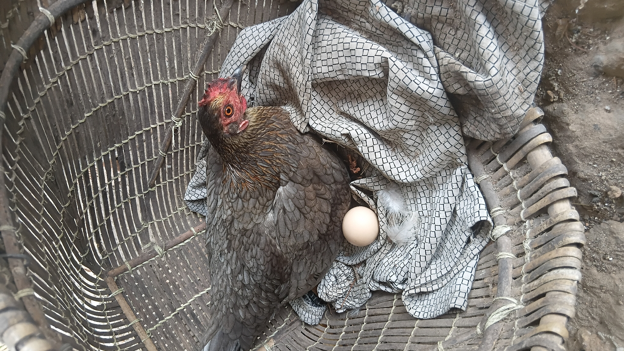 A hen is sitting in a woven basket, likely a nest, with a single egg beside her. The basket is made of natural materials, possibly bamboo, and appears to be placed on the ground. A patterned cloth is draped over the edge of the basket and under the hen, providing a softer surface. The hen has grey and brown feathers and a red comb and wattle. The scene is rustic and appears to be in an outdoor setting, possibly a rural area within or near Prabumulih, Indonesia, given the natural materials and the common practice of keeping poultry in such environments in that region. The lighting suggests it is daytime. There are no people visible in the image.
