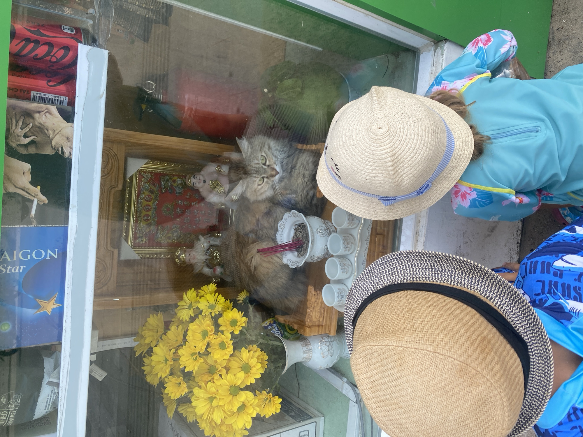 In Mũi Né, Vietnam, two children wearing straw hats are looking into a shop window. The child on the left wears a blue and white patterned shirt, while the child on the right is in a blue swimsuit with a floral pattern. Inside the window display, a fluffy gray cat is lying down. Behind the cat, a small altar is set up with incense sticks burning in a white ceramic holder, a white vase of yellow flowers, and small ceramic cups on a tray. In the background of the display, there are religious figurines and various items on shelves, including what appear to be Coca-Cola cans and boxes of cigarettes. The shop window has reflections of the exterior.