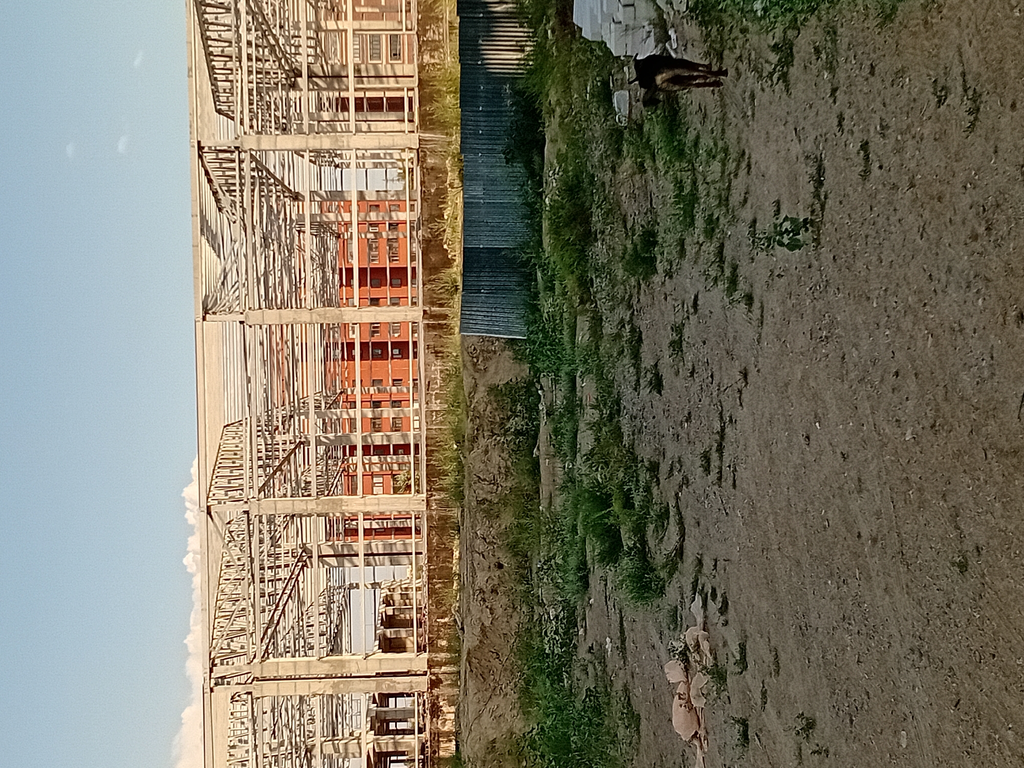 The image depicts an unfinished construction site in Semey, Kazakhstan. A skeletal structure of a building, made of concrete pillars and metal beams, dominates the background. Behind this structure, an orange building with multiple windows is partially visible. In the foreground, there is rough terrain with patches of grass and dirt. A dark-colored dog is visible in the right side of the frame, facing away from the camera. To the far left of the foreground, there are some scattered light-colored objects, possibly debris or construction materials. A corrugated metal fence runs horizontally across the middle ground, separating the foreground from the construction area. The sky above is a clear blue with a few wispy clouds.