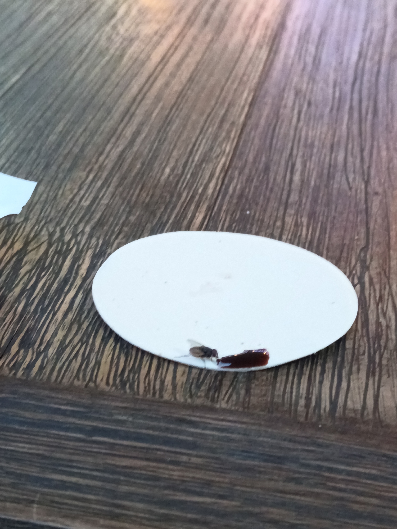 The image shows a close-up of a white, oval-shaped object, possibly a coaster or a piece of paper, placed on a wooden surface with a prominent wood grain pattern. On the white object, there is a dead insect, appearing to be a fly, and a small, dark red liquid stain. The insect is positioned at the edge of the object, with its body partially covered by the liquid. The lighting suggests an indoor setting, possibly with natural light coming from an unseen source, creating subtle highlights and shadows on the wooden surface. The overall scene is simple and focuses on the small details of the insect and the stain. There is no visible text in the image. The location context of Nha Trang, Vietnam, does not provide any specific visual cues within the image itself, but it might suggest a warm climate where insects are common.