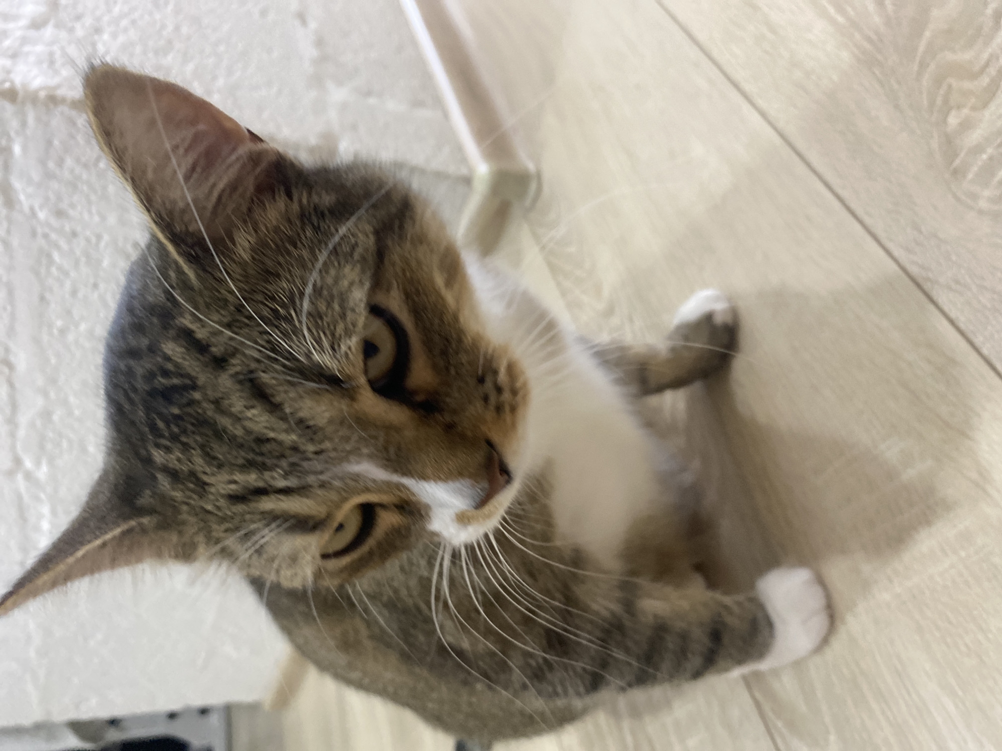 A tabby cat with white markings sits on a light-colored wooden floor. The cat is facing forward, with its head tilted down and its ears slightly back. Its eyes are narrowed, giving it a serious expression. In the background, a white wall with a textured surface is visible, along with a thin white baseboard. The scene appears to be indoors. There is no information about the location in Novinki, Russia.