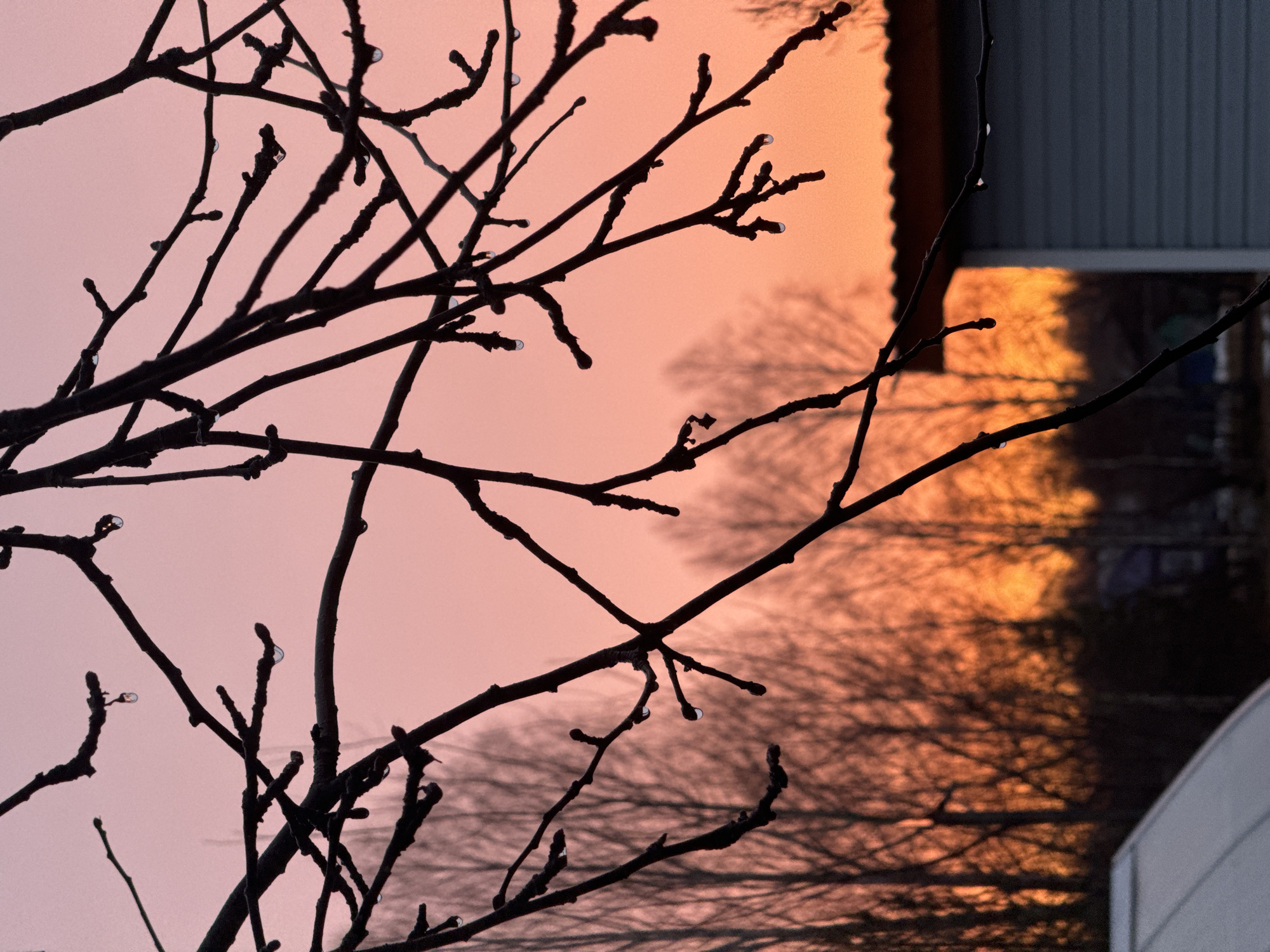 A close-up photograph shows silhouetted tree branches against a gradient sky of pink to orange, likely at dawn or dusk. Water droplets cling to the branches. In the background, blurred images of trees and the side of a building are visible. The building features gray paneling and the orange sky's reflection on its side. The exact location and city are not identifiable from the image alone.